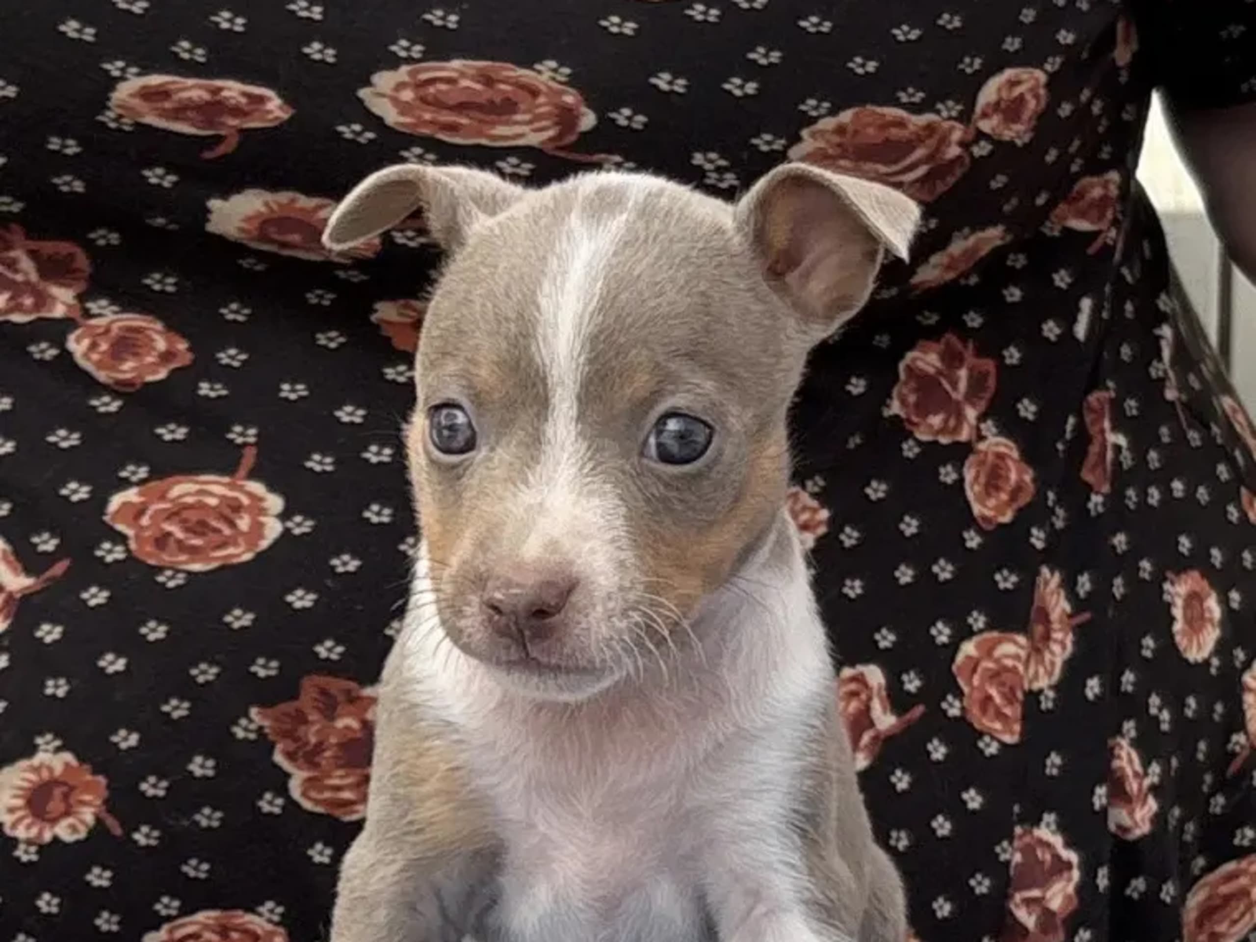 American Hairless Terrier · Arneberg · Evy Johanne Indahl Fredhjem