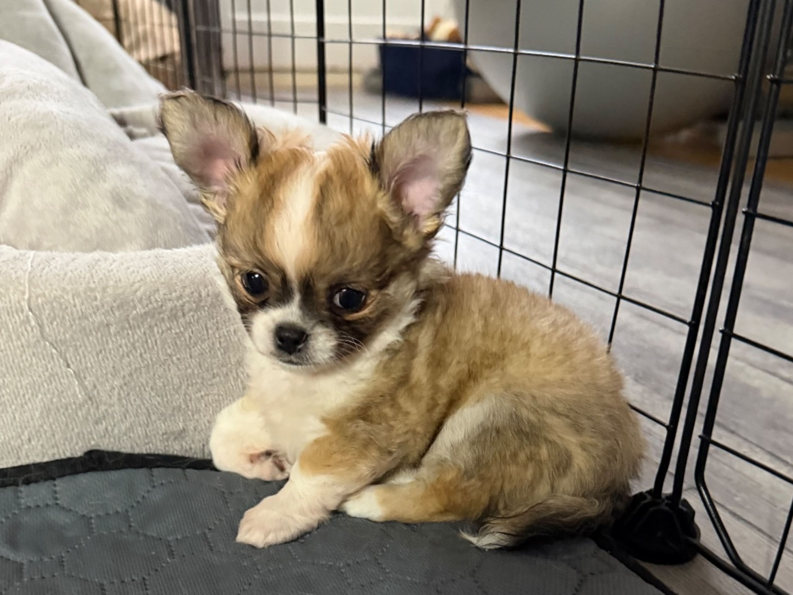 Chihuahua · Sundbyberg · Chizabella