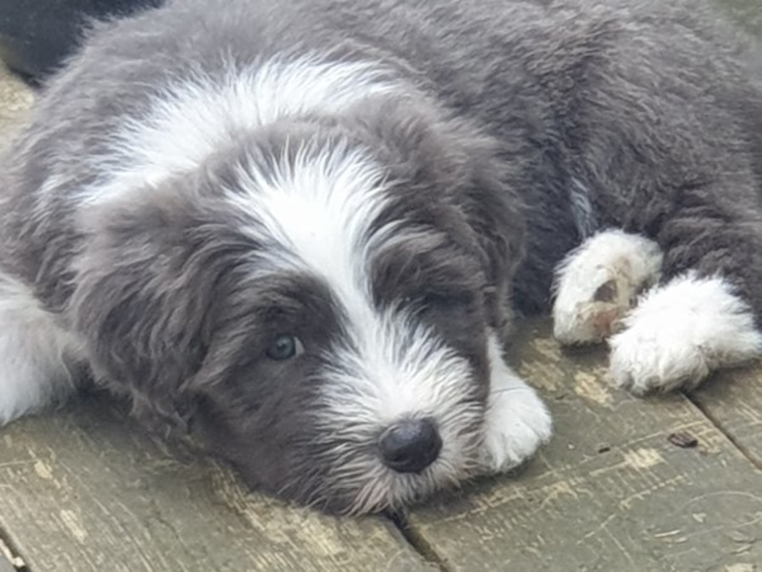 Bearded Collie · Åskloster · Kennel Happy Landing
