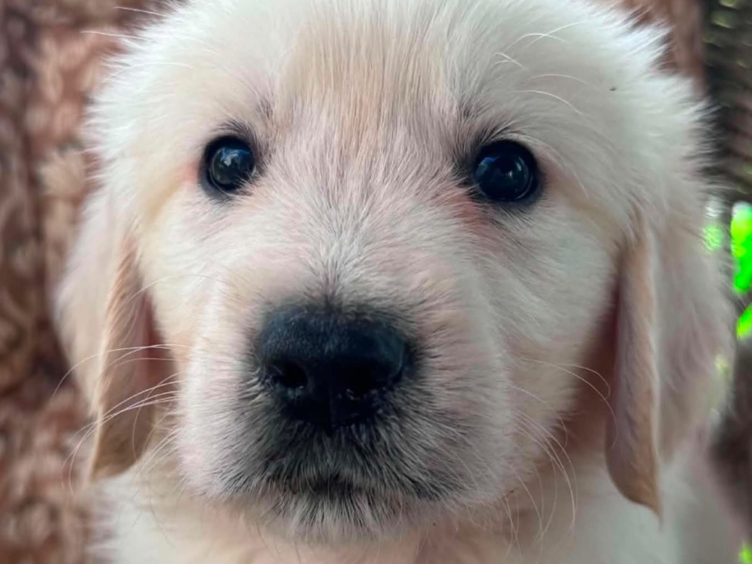 Golden retriever · Hökerum · Bellabus