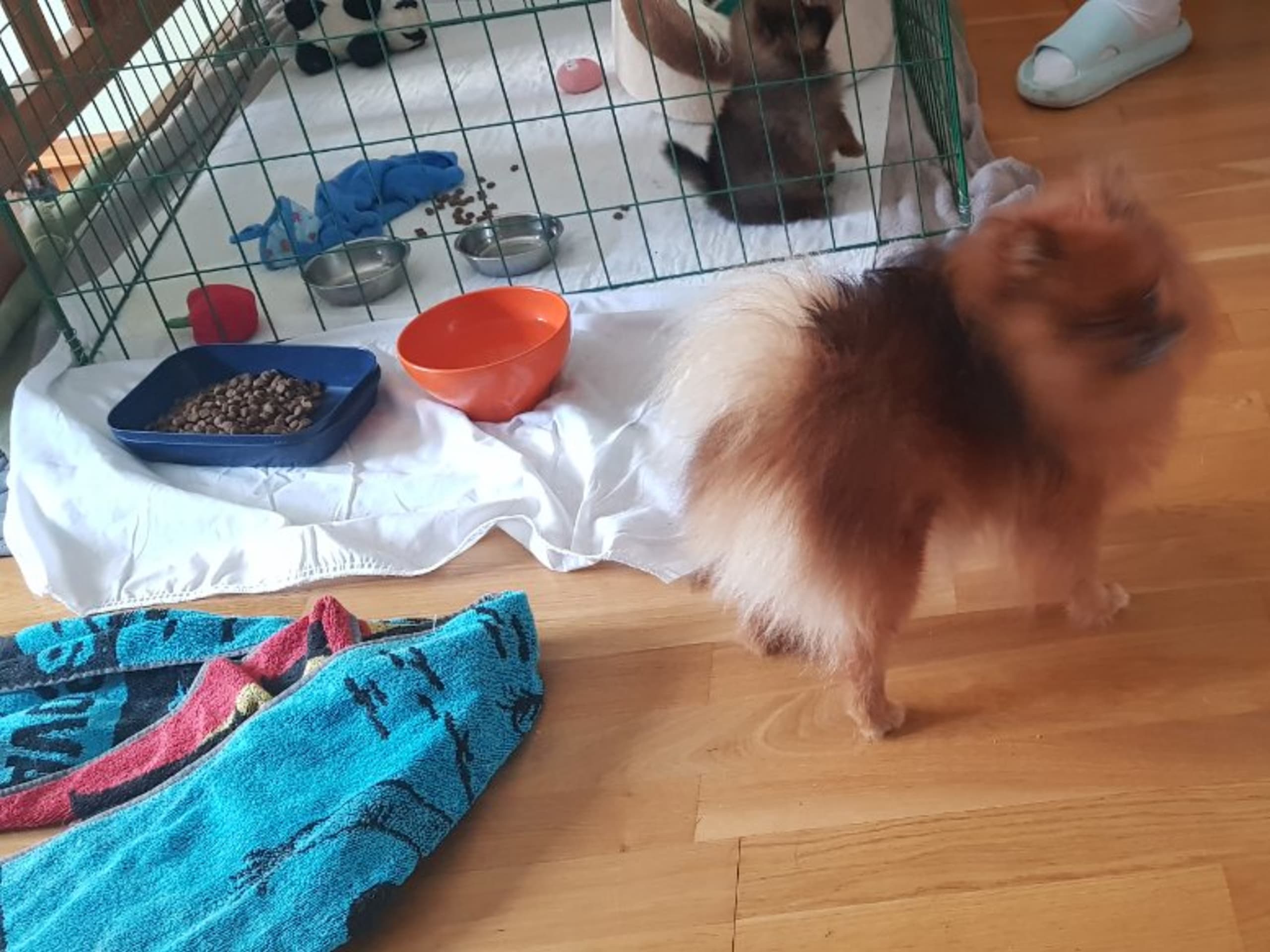 Pomeranian · Ed · Small Power