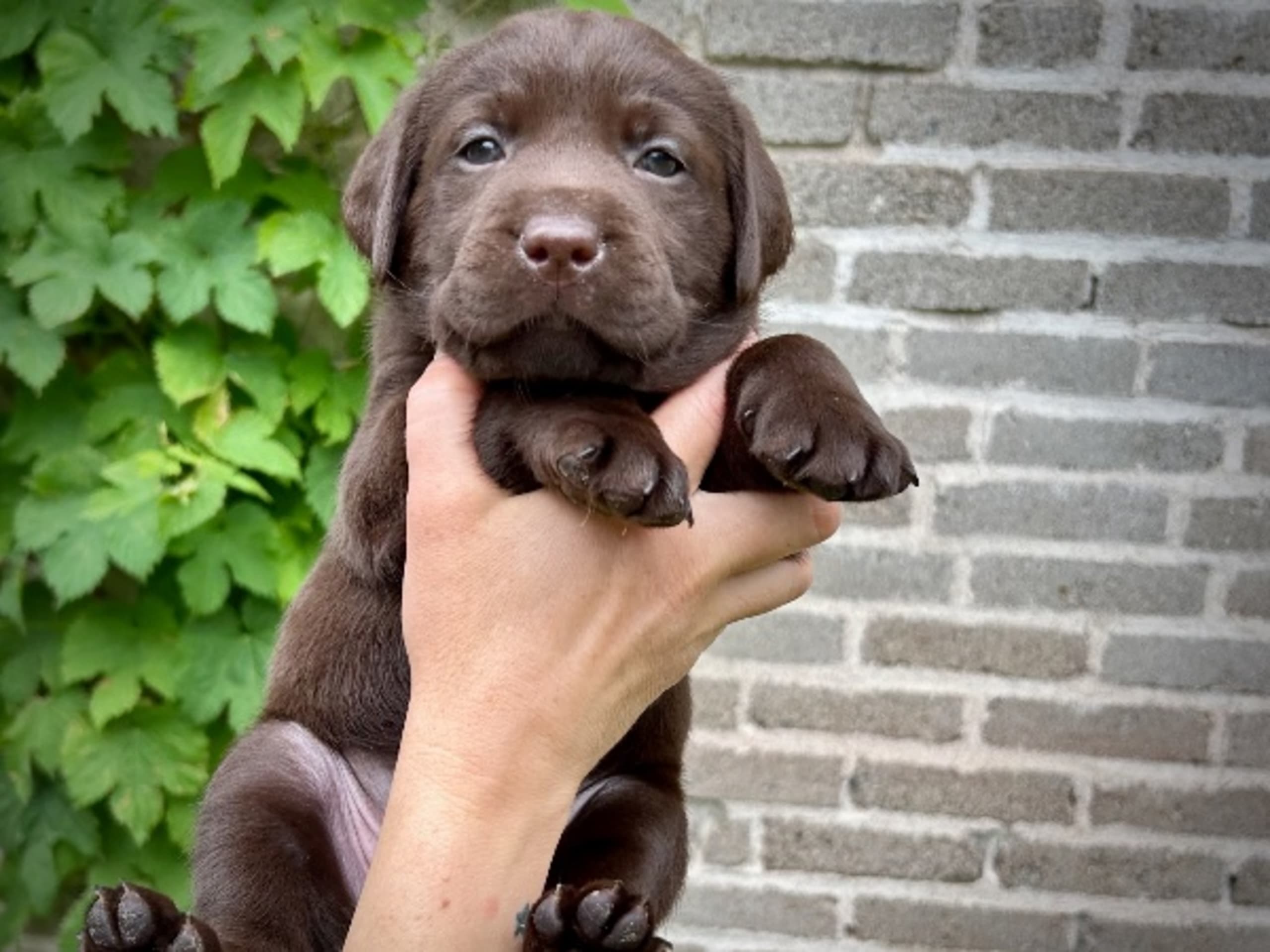 Labrador retriever · Täby · Lisa Lekman