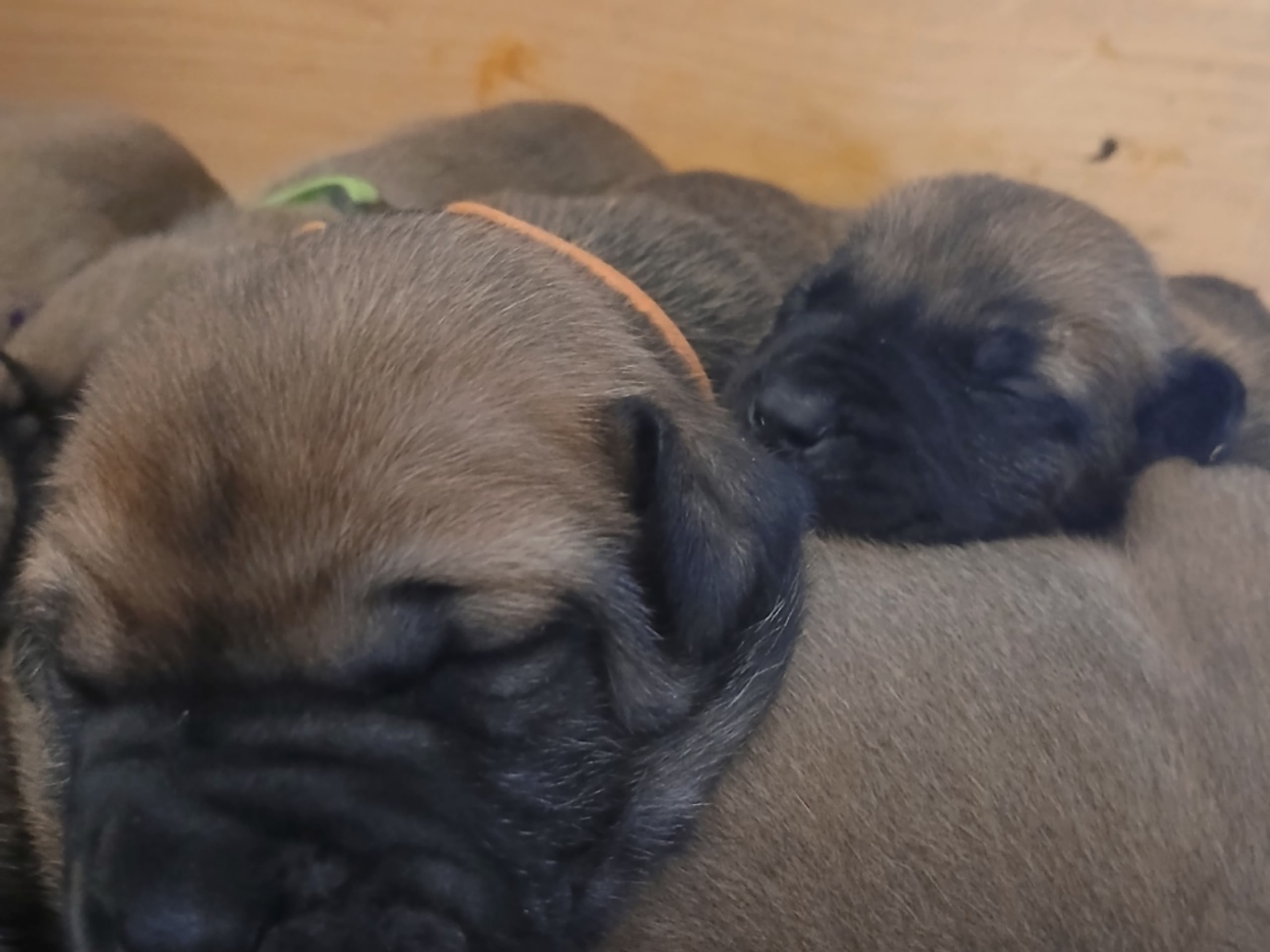 Boergarden boerboels