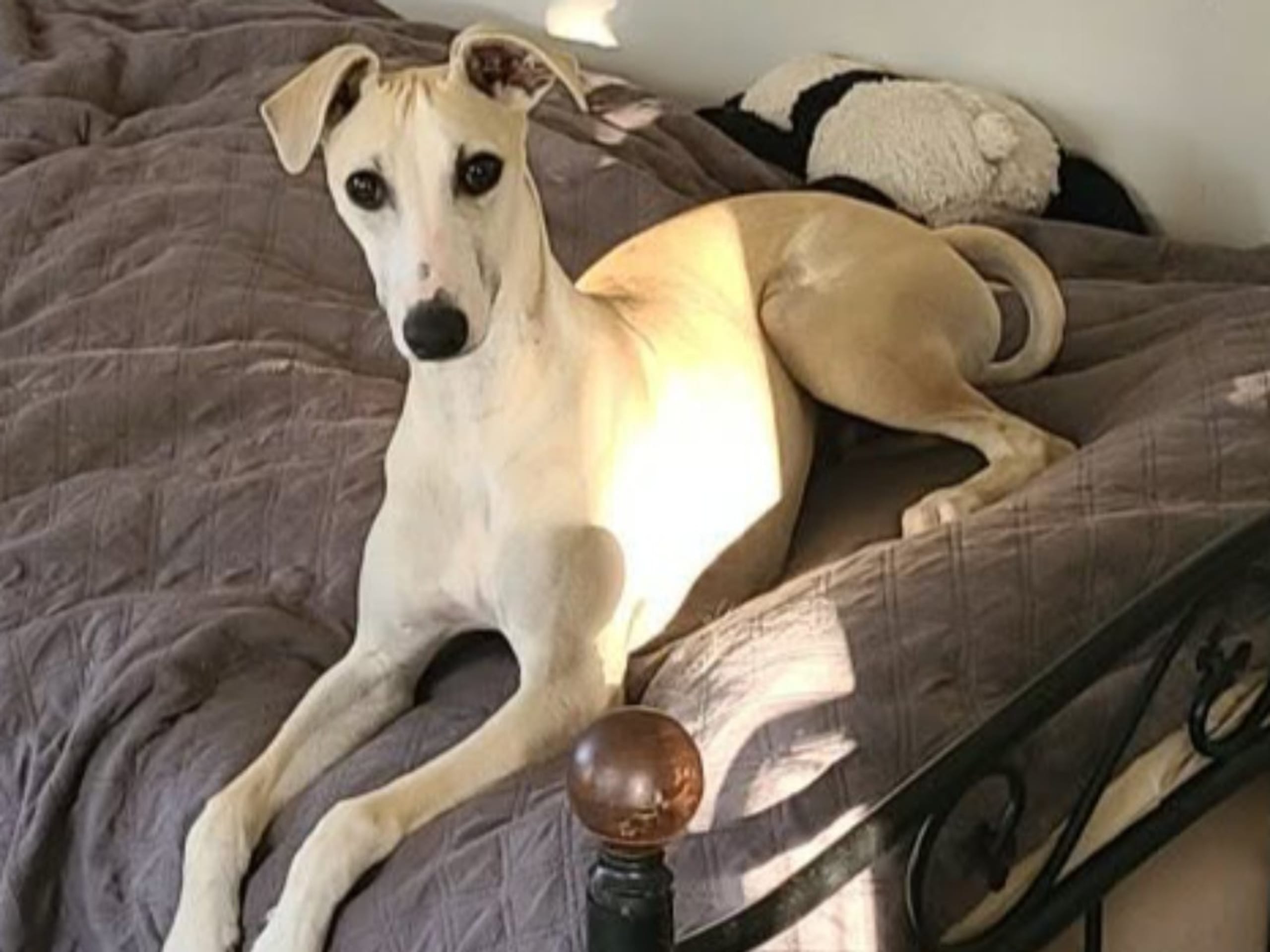 Whippet · Stånga · Undimoon