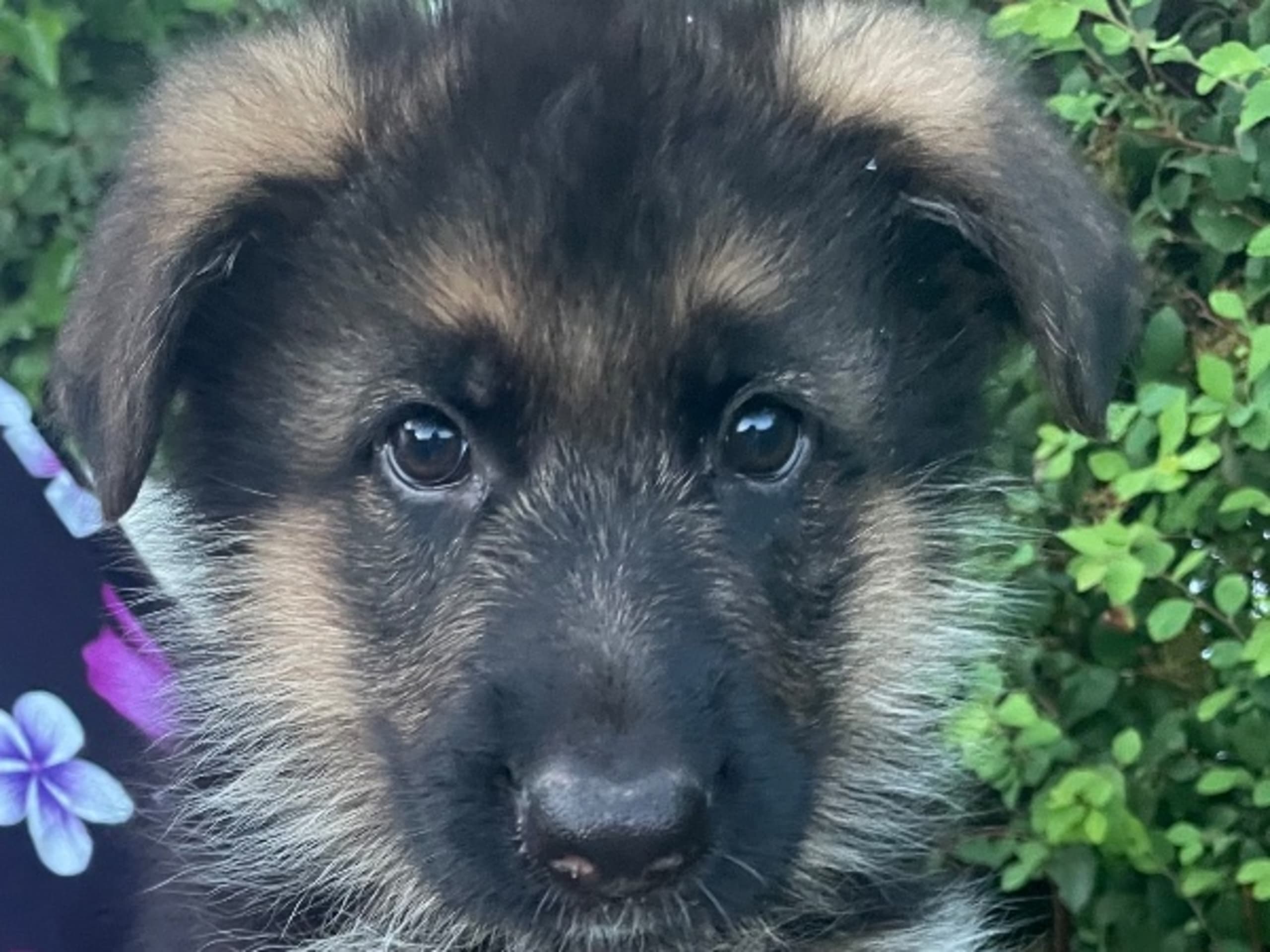 Schæferhund · Marieholm · Birgdahls