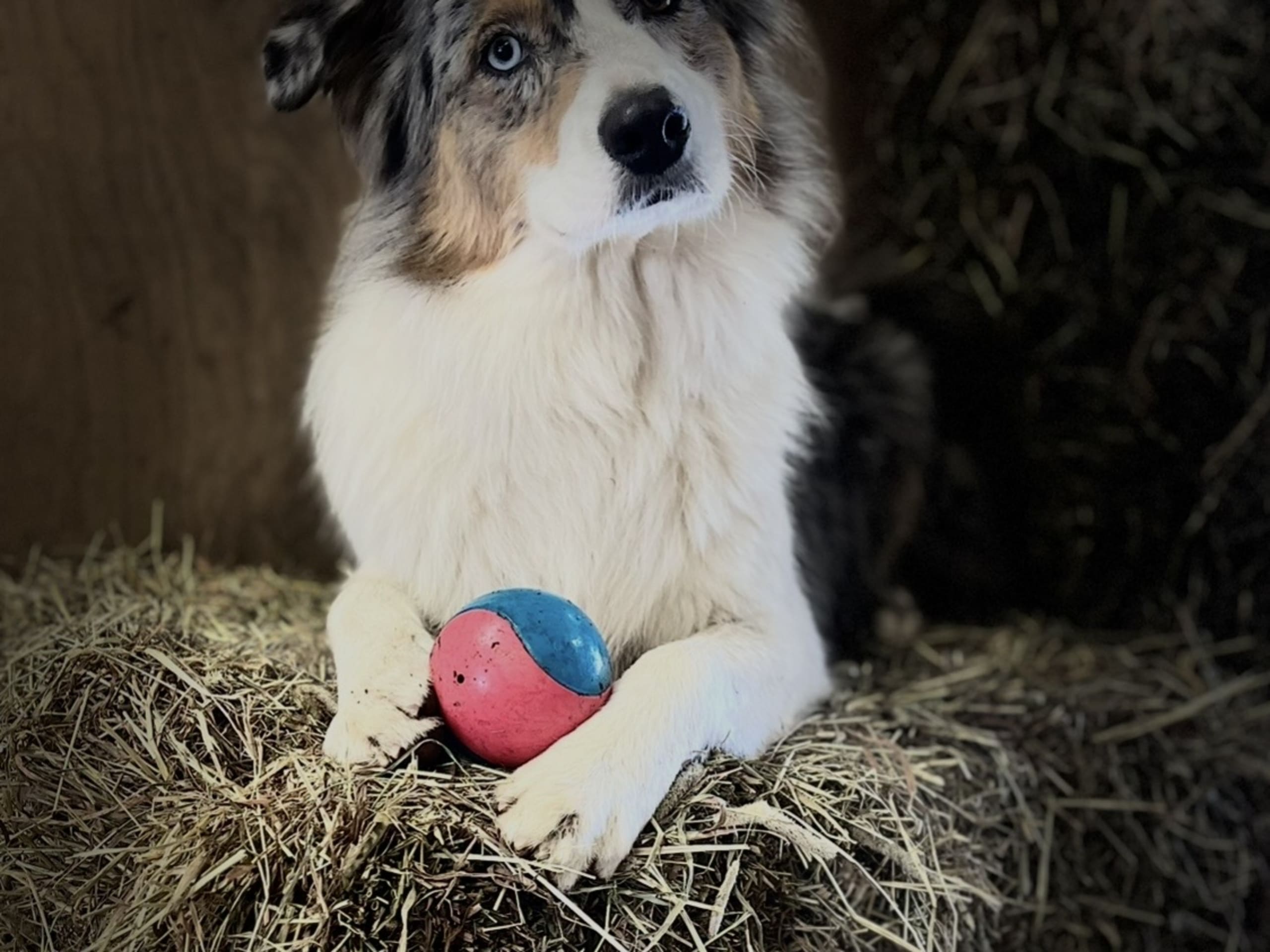 Australian shepherd