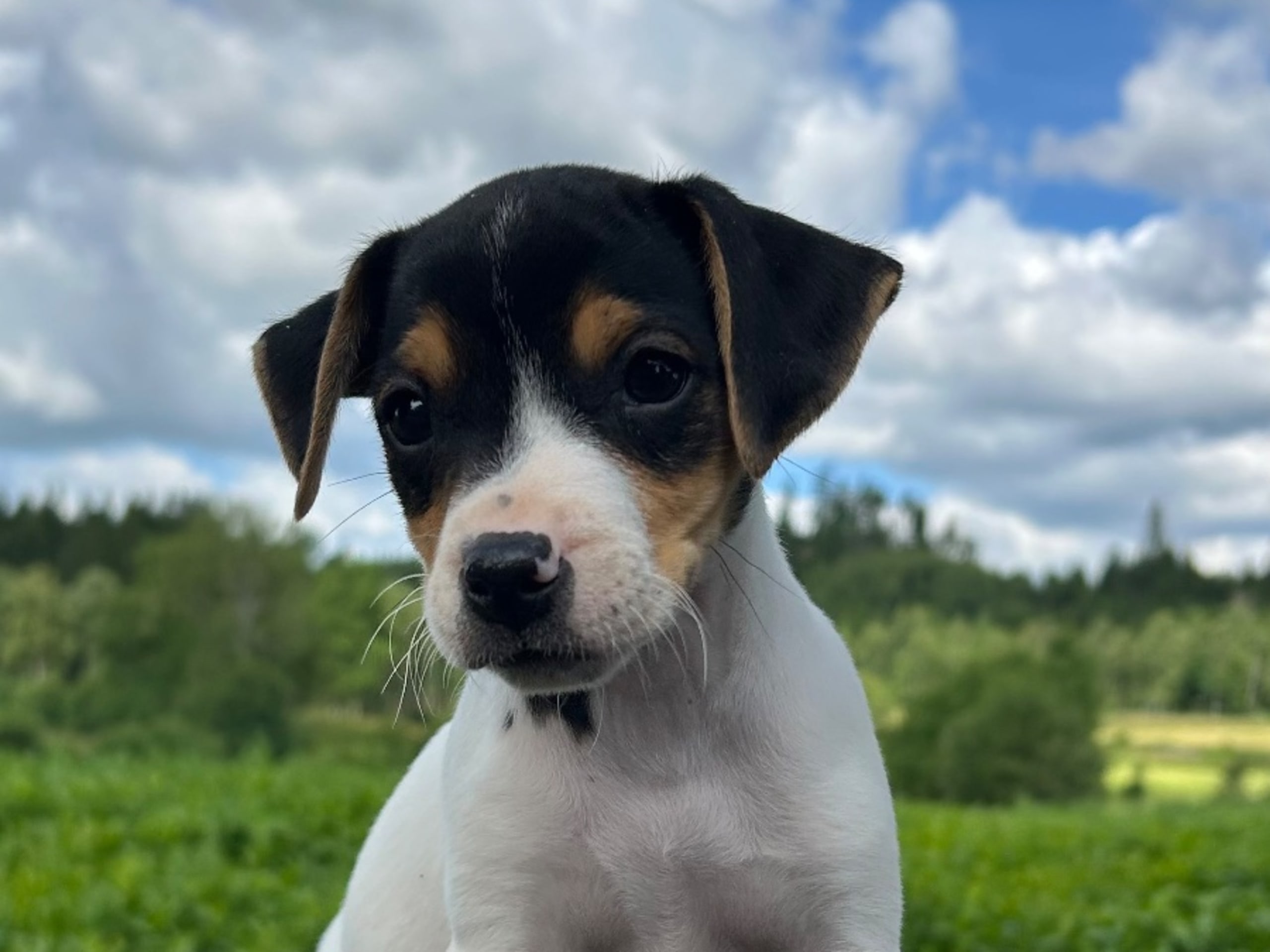 Danish Swedish Farmdog · Älekulla · Lillhovens
