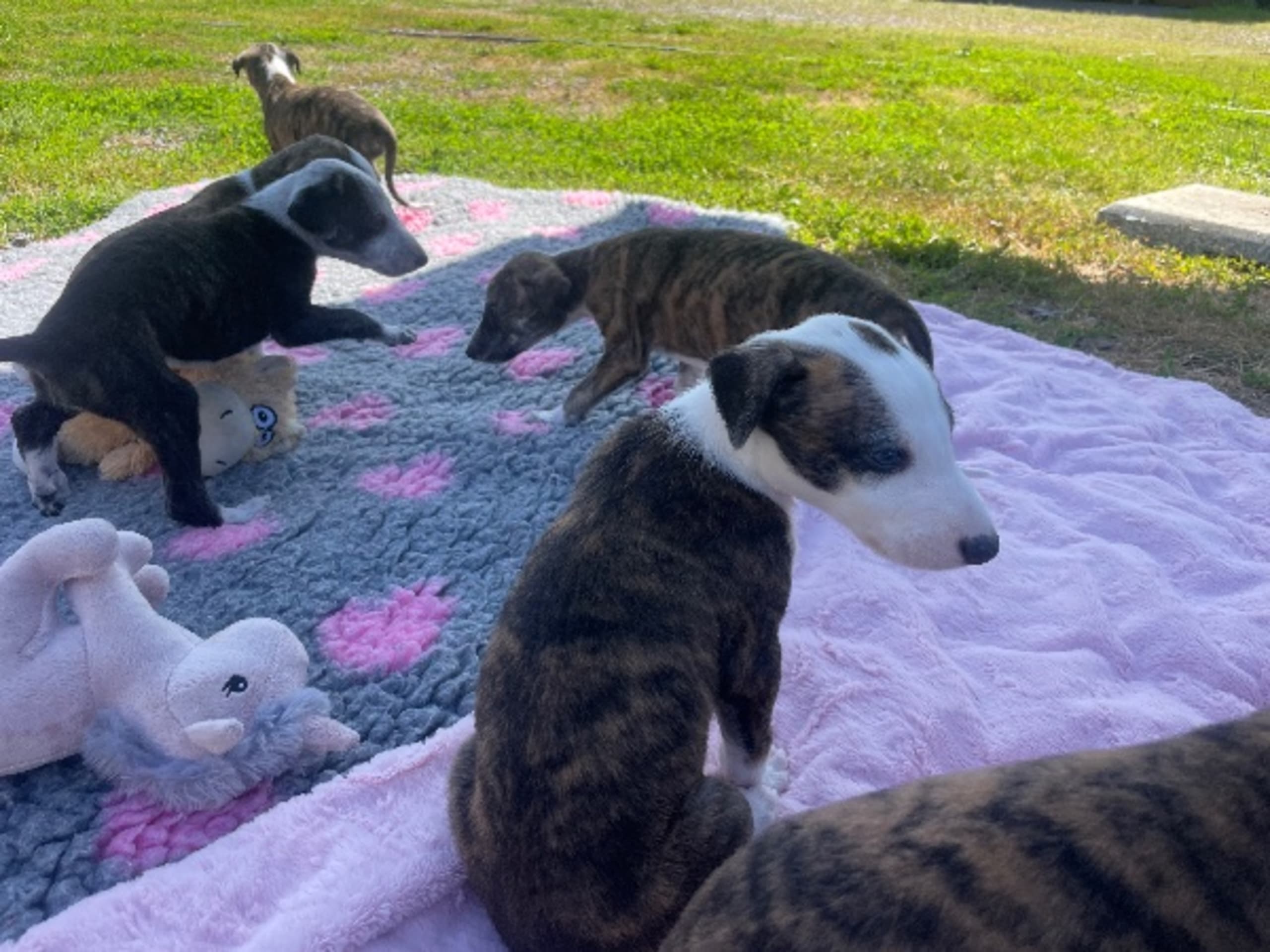 Spanish Greyhound · Vallda · Zakeya's