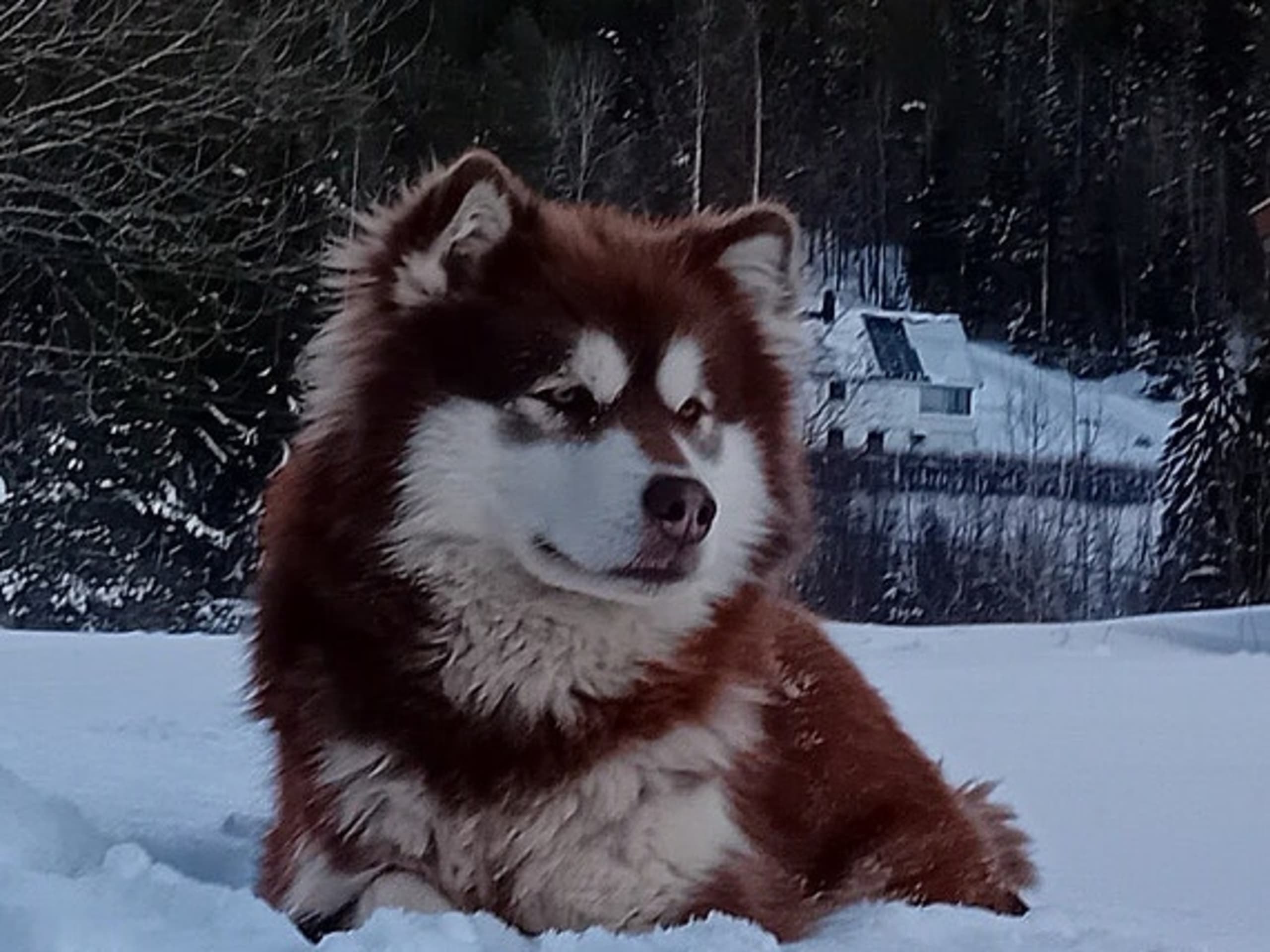 Alaskan malamute · Seljord · Kennel Kitchaq