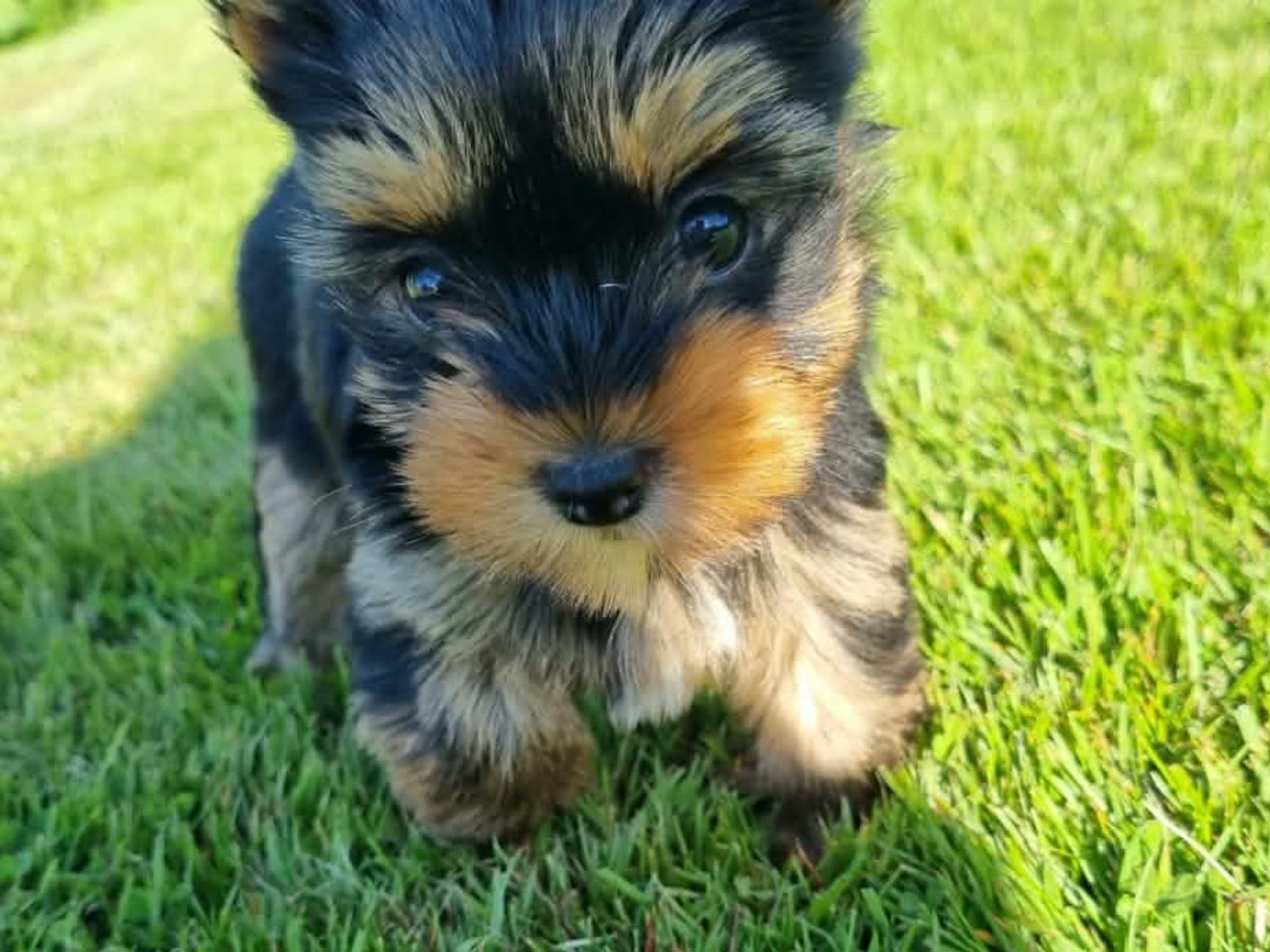 Yorkshire terrier