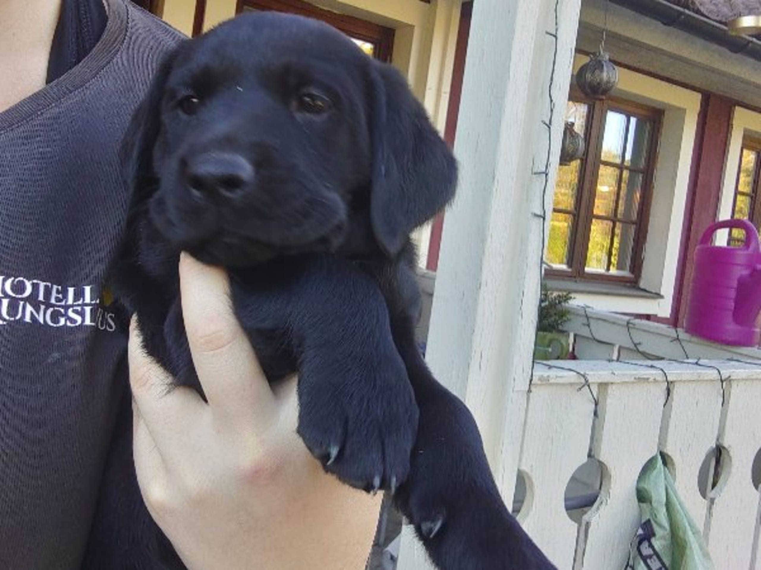 Labrador retriever · Edsbruk · Verbascum nigrum
