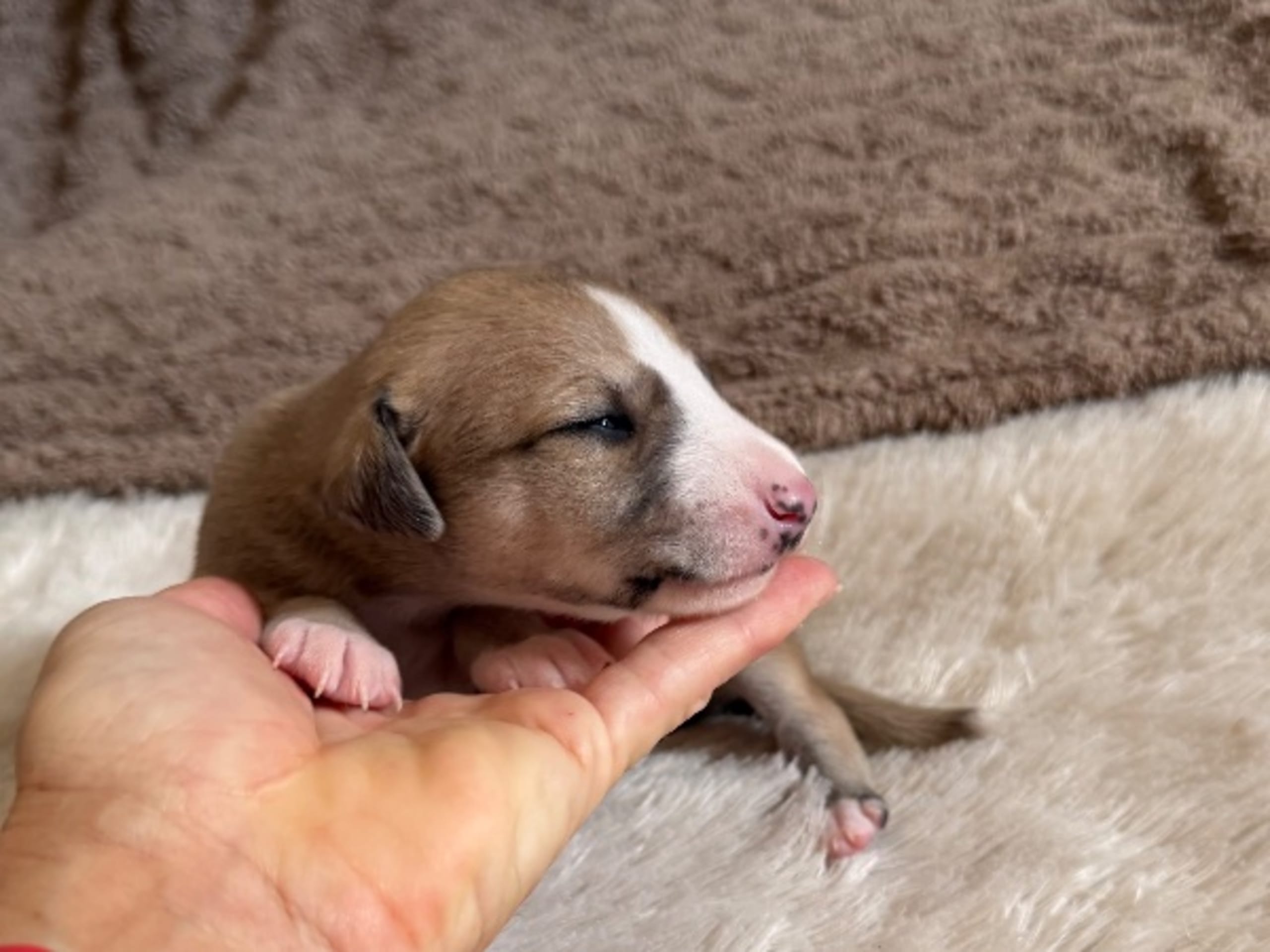 Whippet
