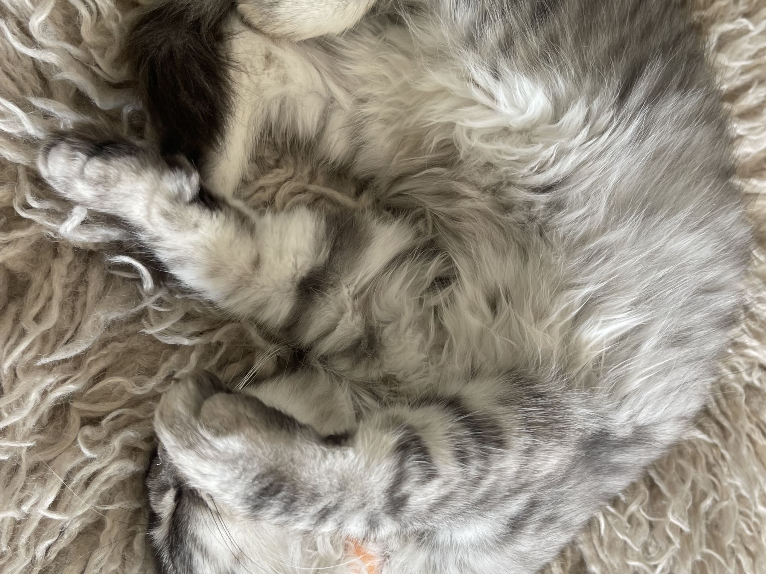 Ragdoll · Göteborg · Ulrica C.