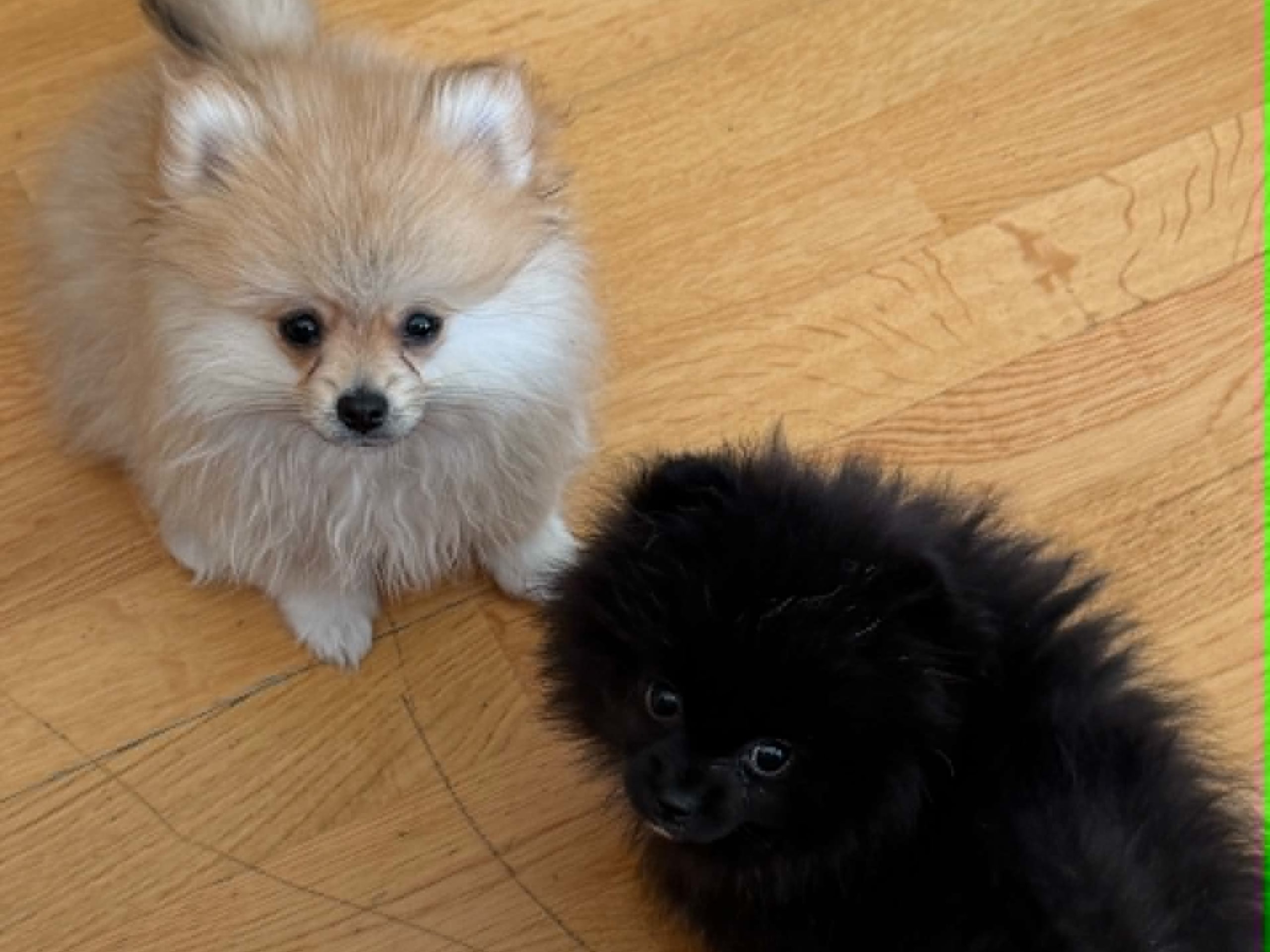 Pomchi · Romedal · PomchiPaws