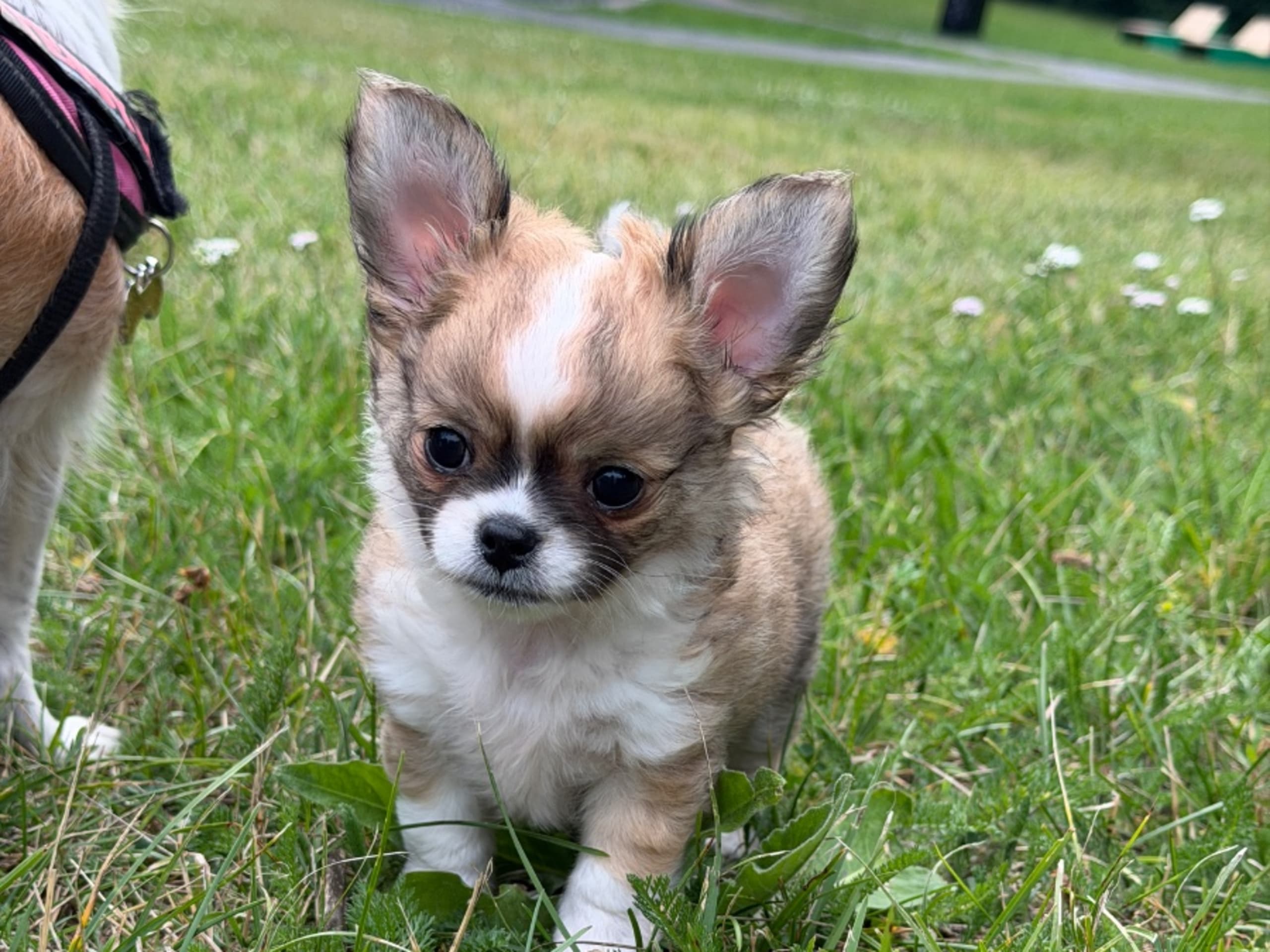 Chihuahua · Sundbyberg · Chizabella