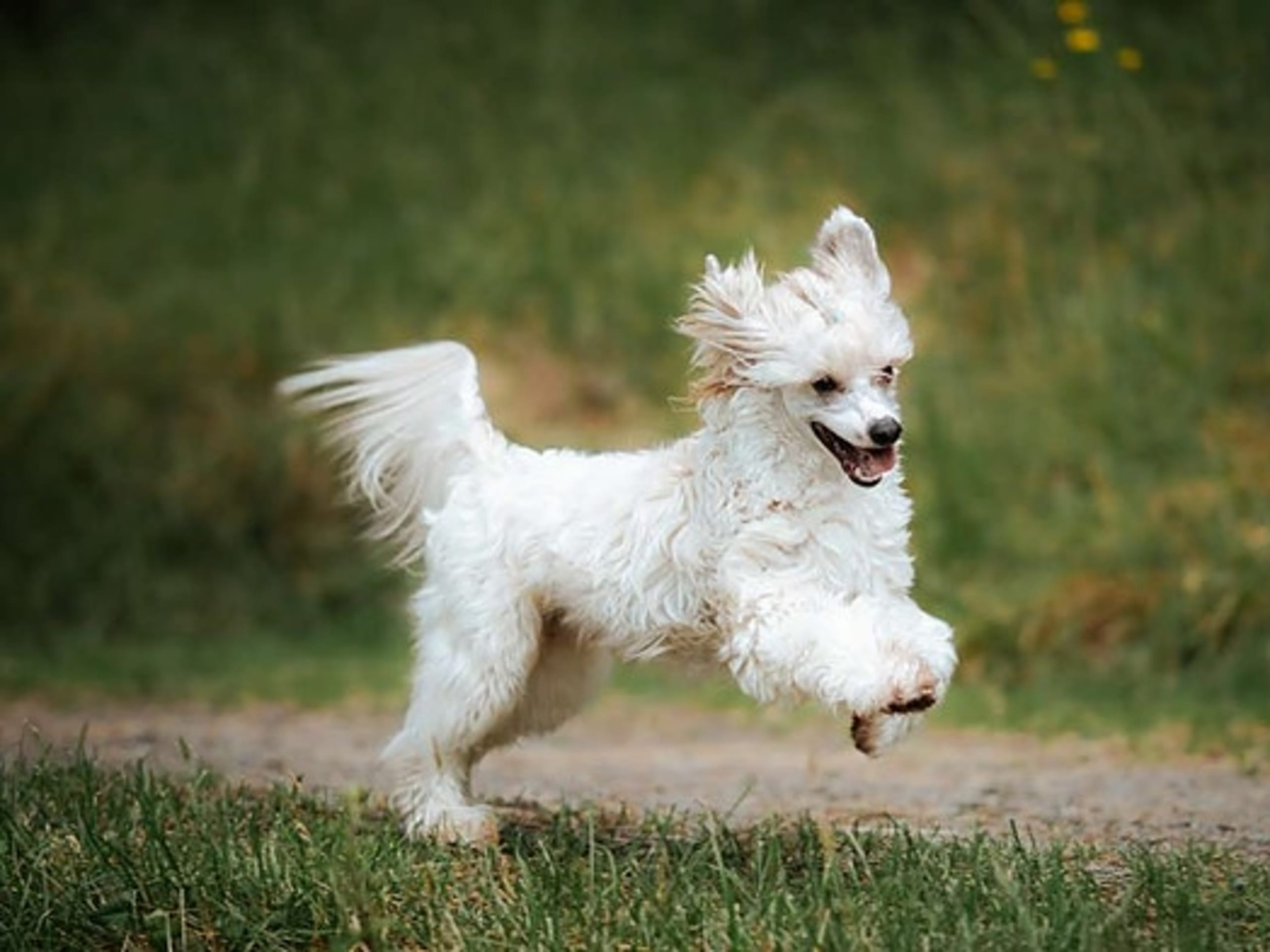 Chinese crested dog · Øvre Eidfjord · Carina Ingeborg Linnea Ekström