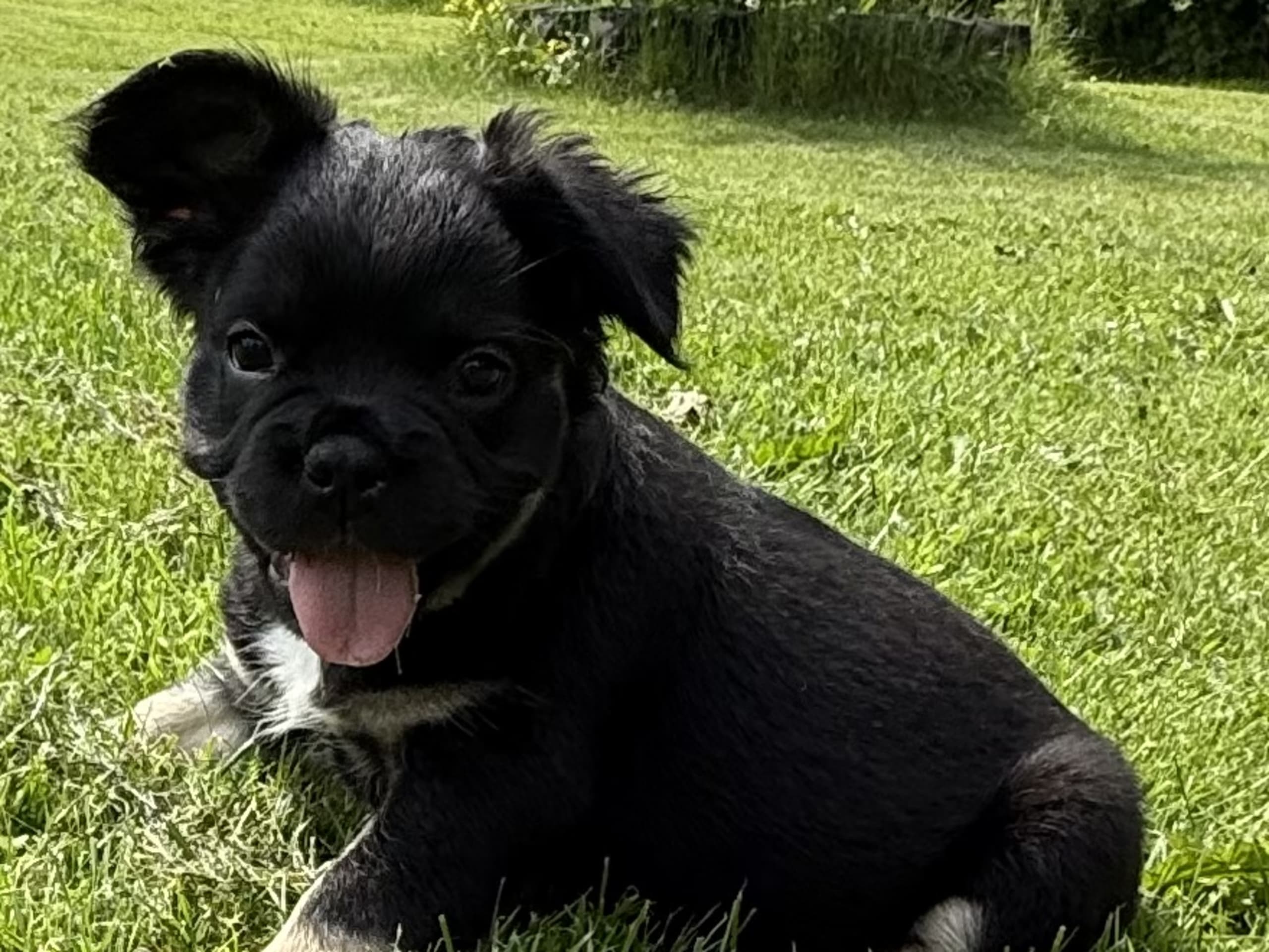 French Bulldog · Knäred · Pontiacbulldogs