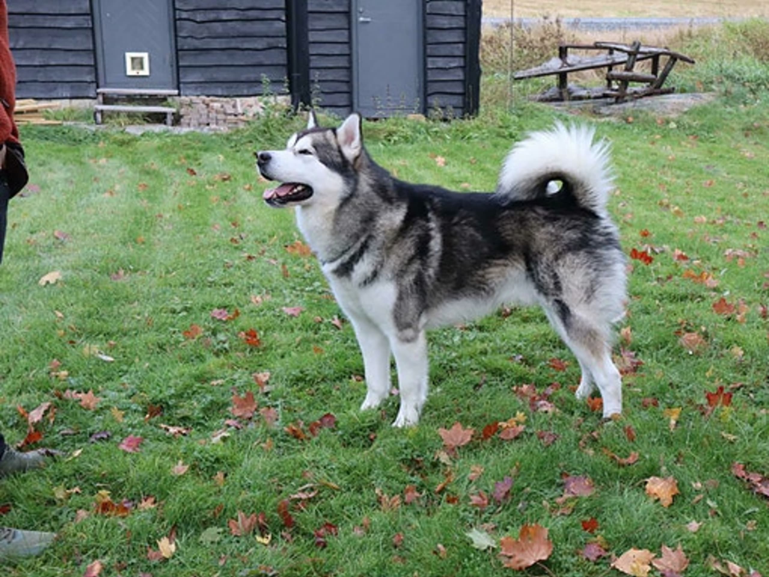 Alaskan malamute · Seljord · Kennel Kitchaq