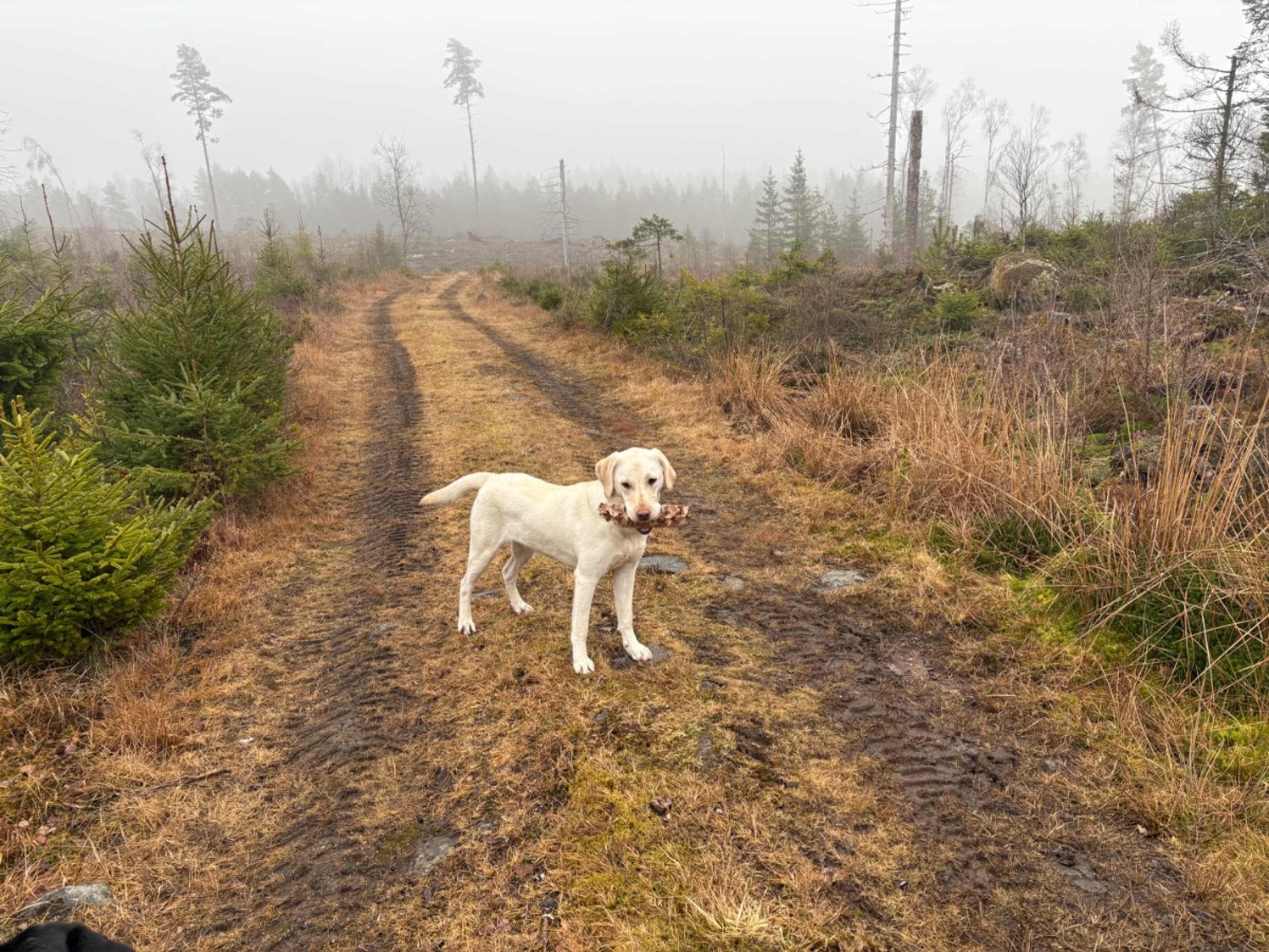 Labrador retriever · Prässebo · Birdkeepers