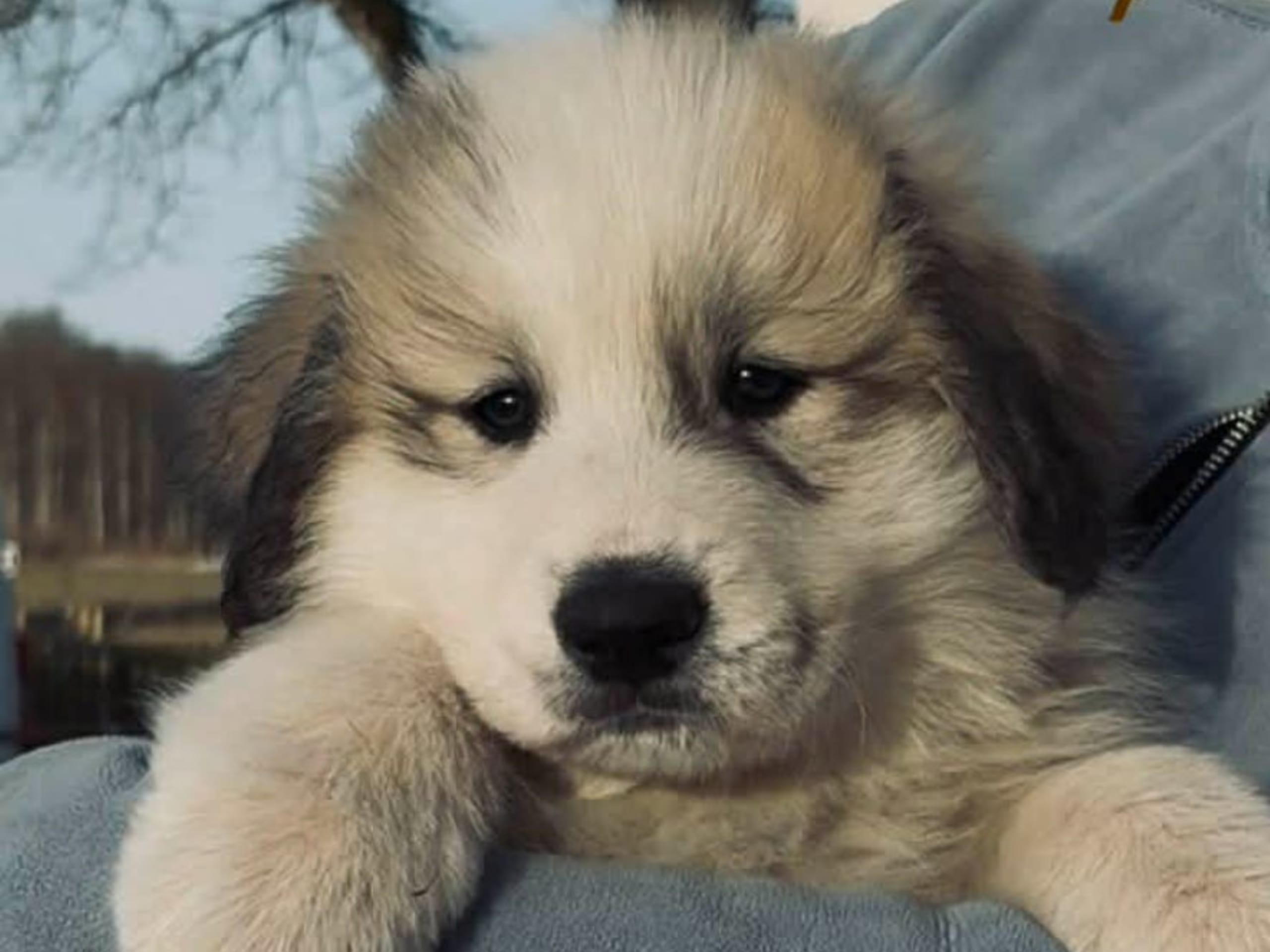 Pyrenéerhund · Hörby · Perro Amado