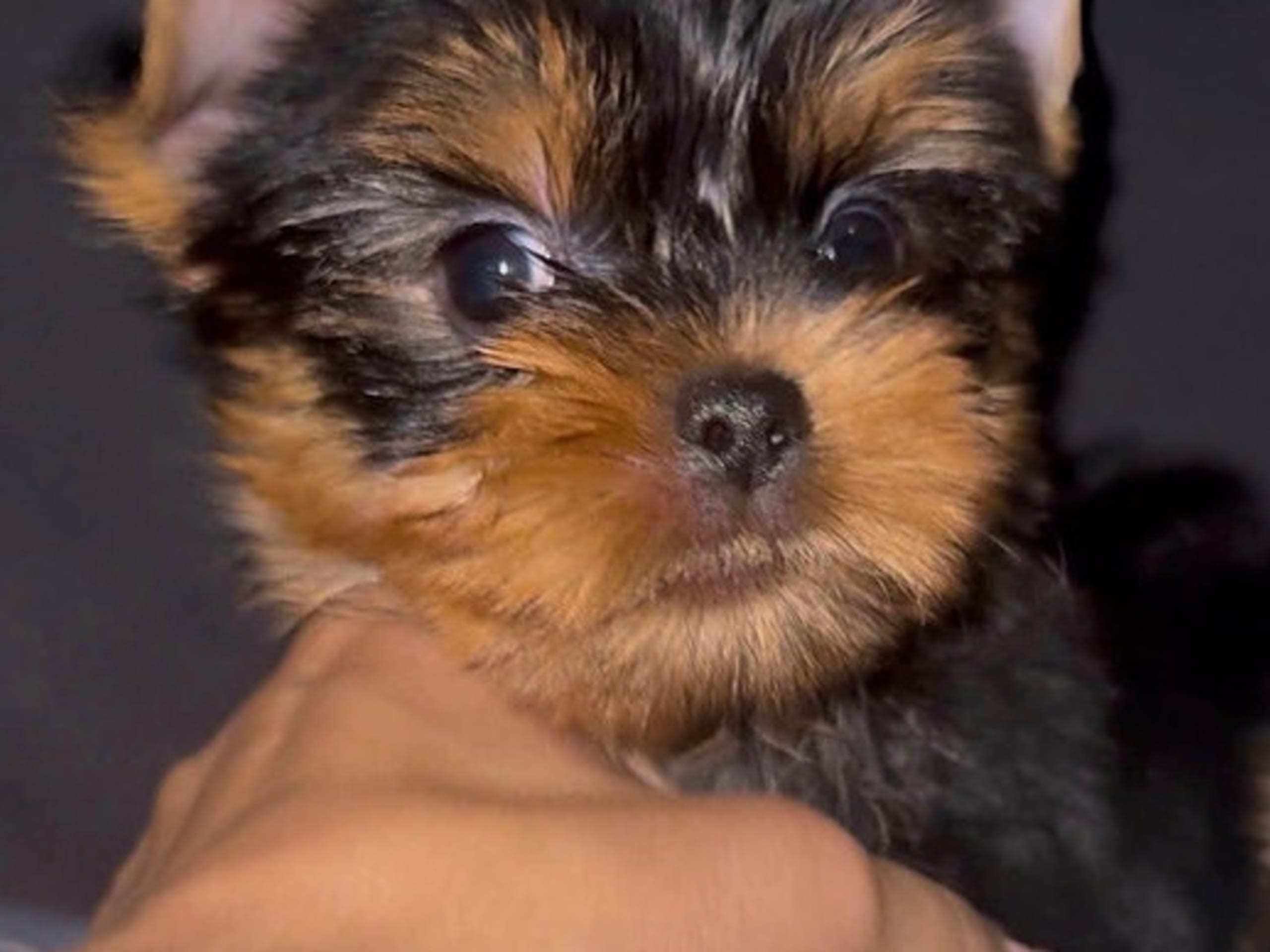 Yorkshireterrier · Oslo · Anna Victoria Borge