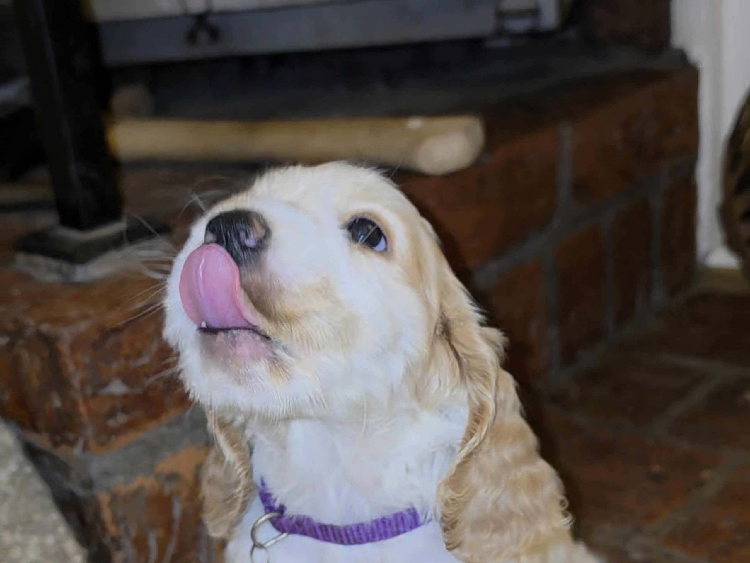Cocker Spaniel · Södertälje · Savanah B.