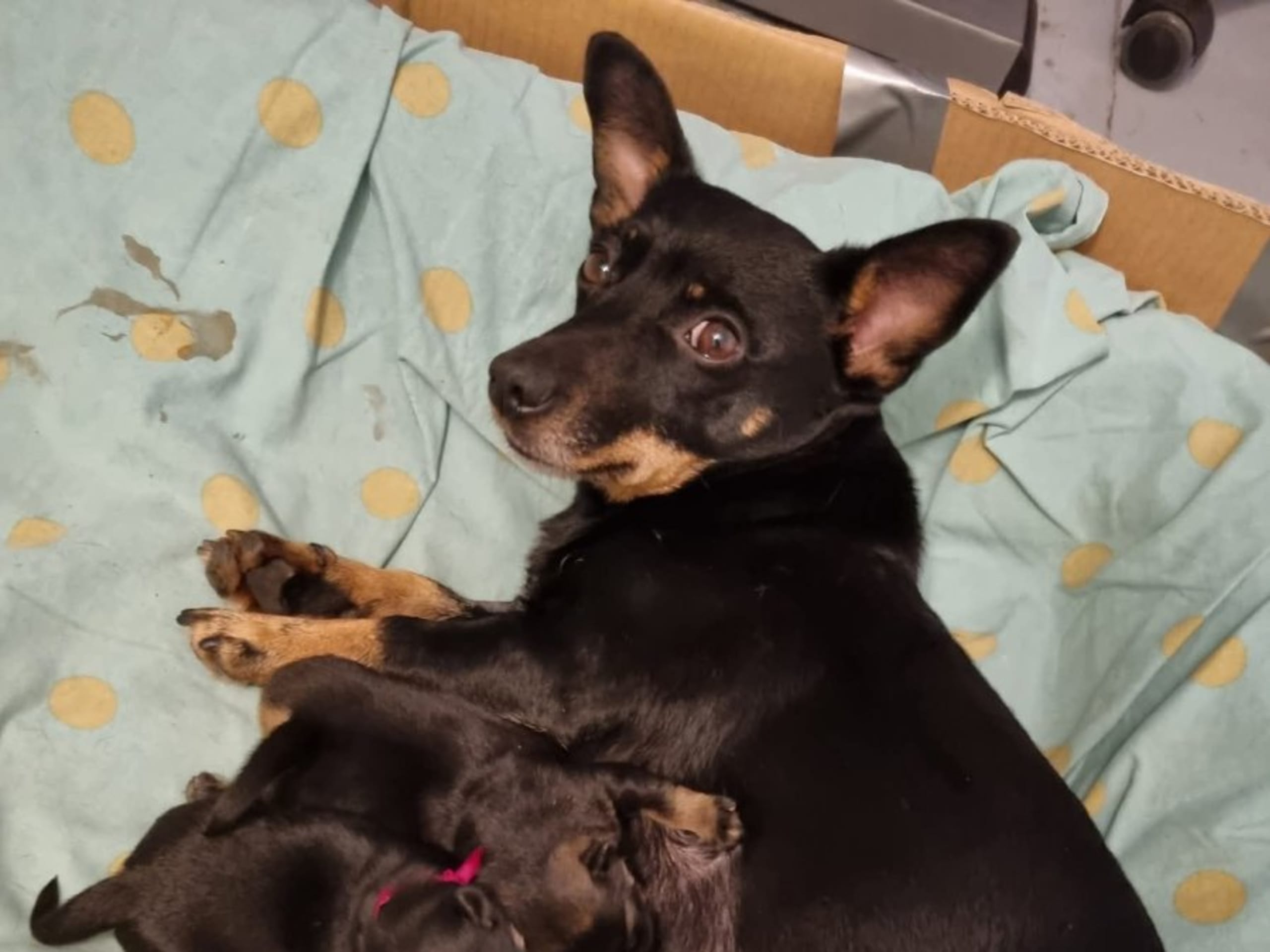 Lancashire heeler · Tingsryd · Asatrons kennel