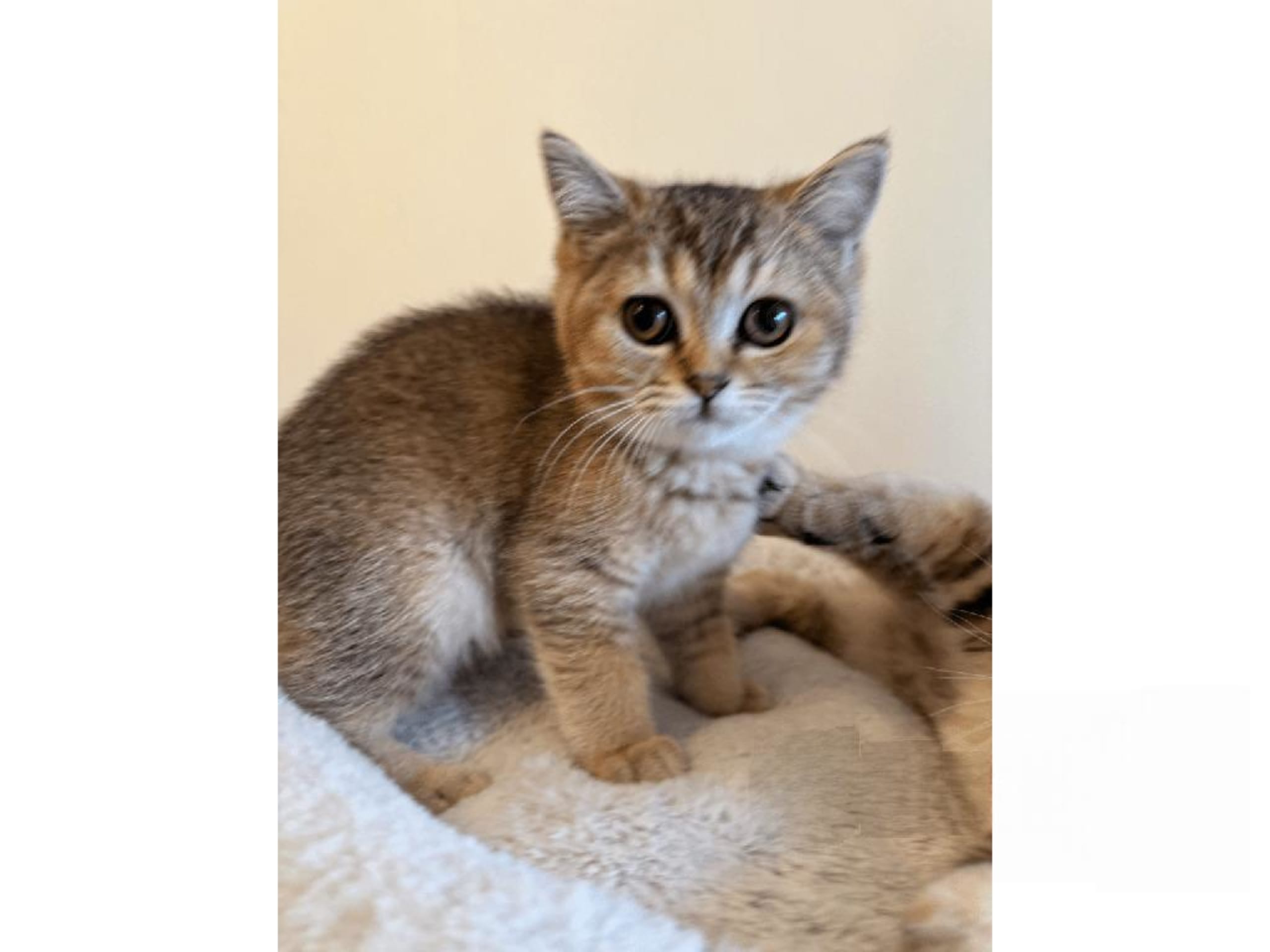 British Shorthair · Skövde · SE*Britessa