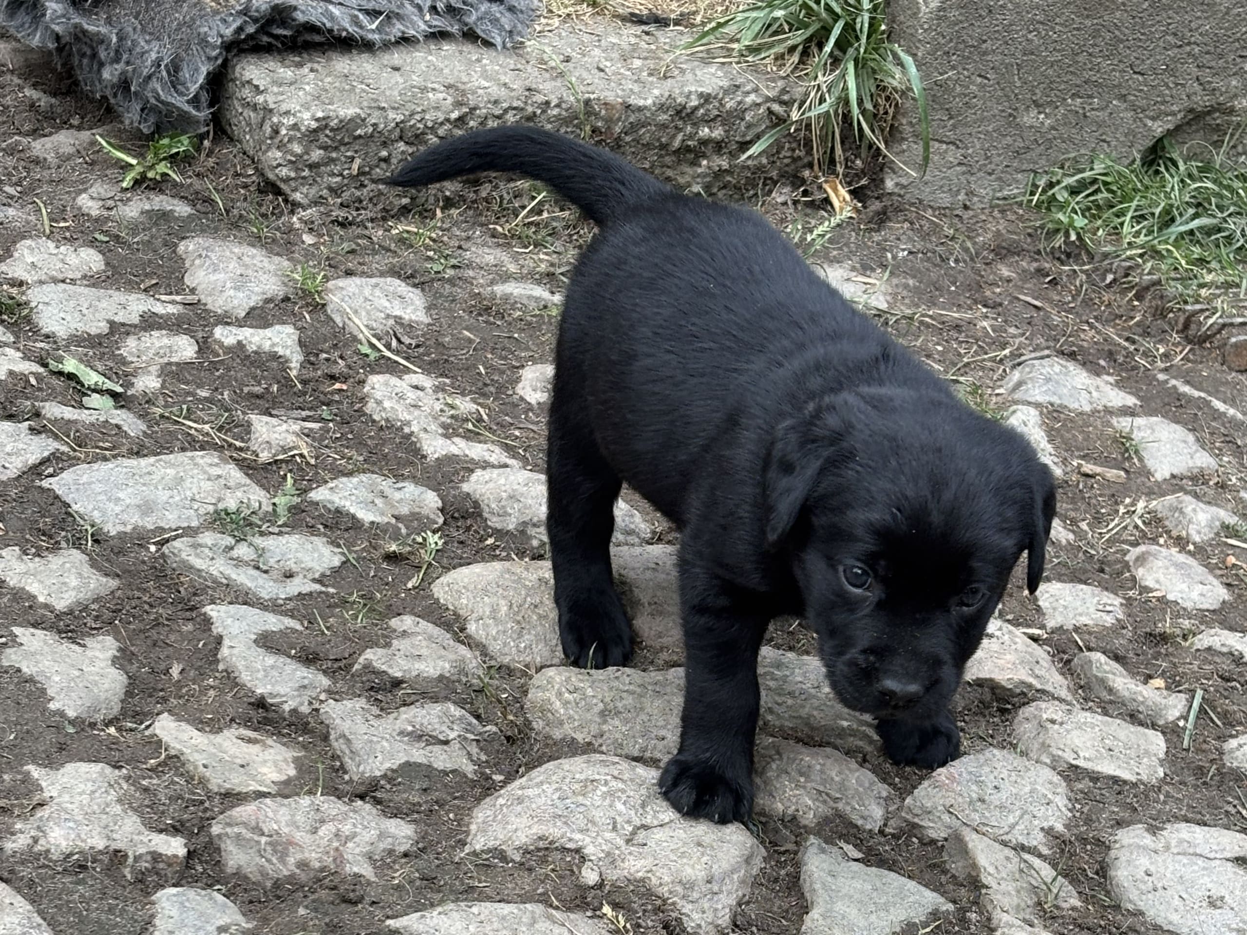 Labrador retriever · Lövestad · Sheep Trix
