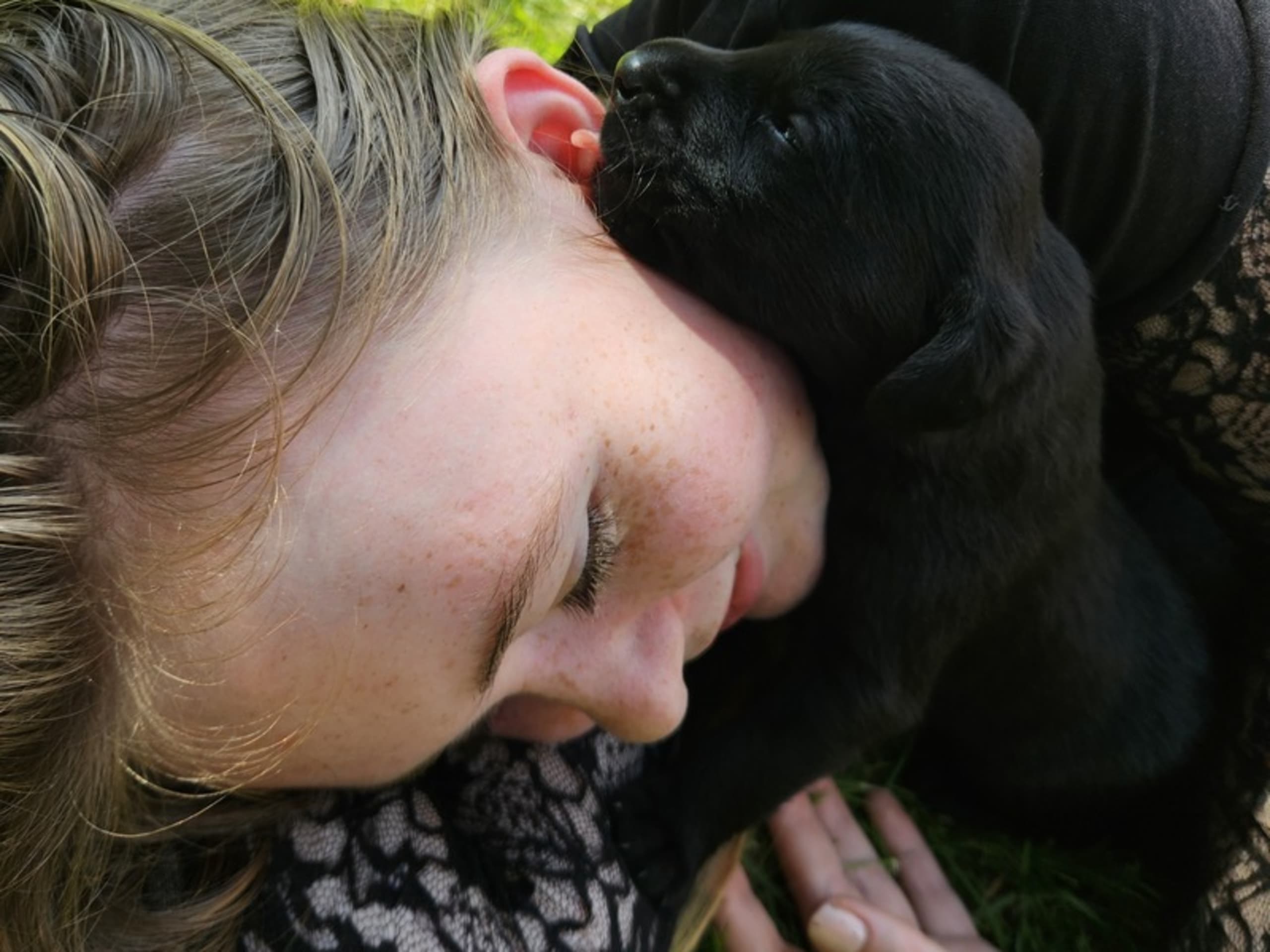 Labrador retriever · Ans By · Heidi Boje Vitting