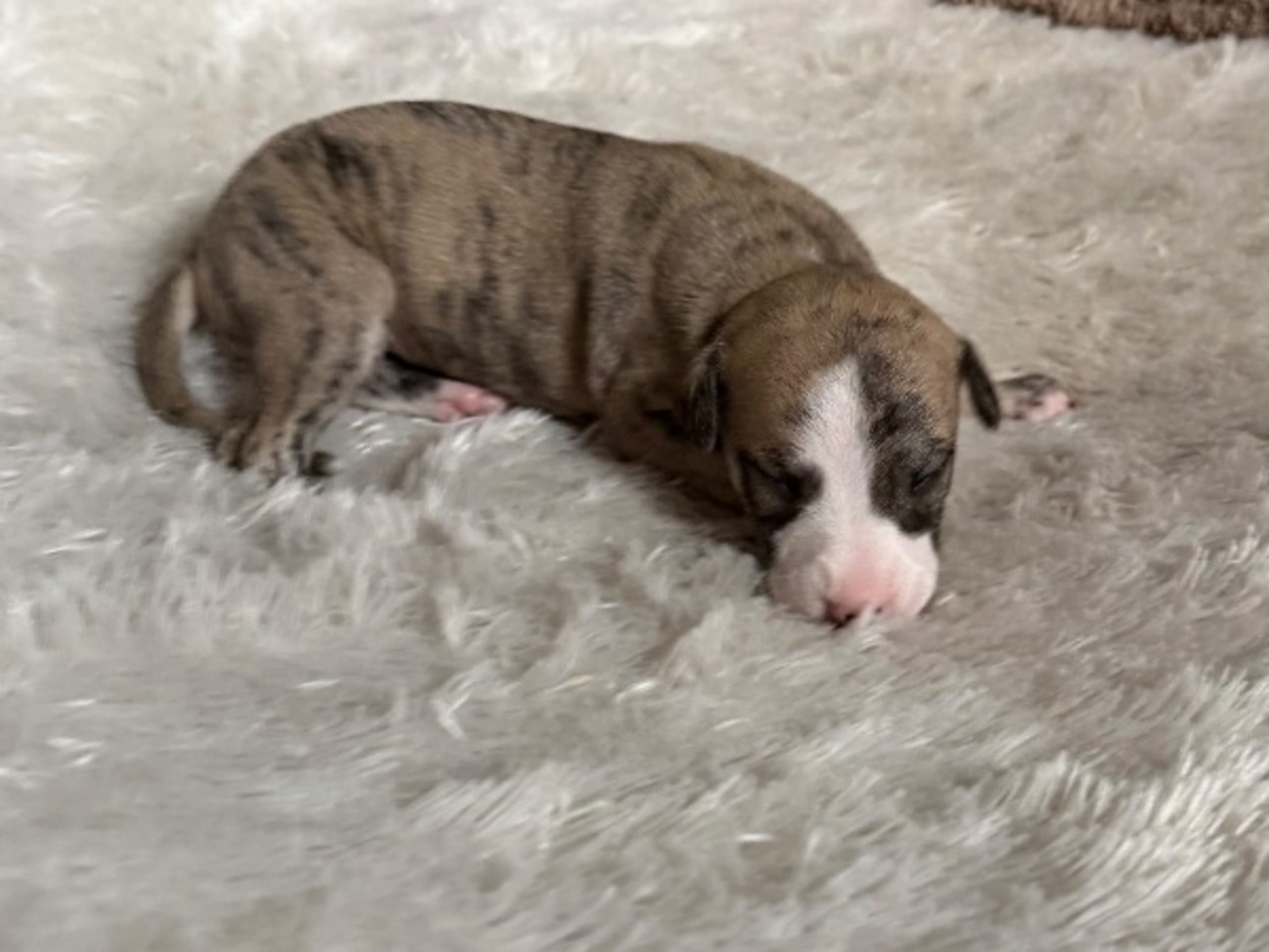 Whippet