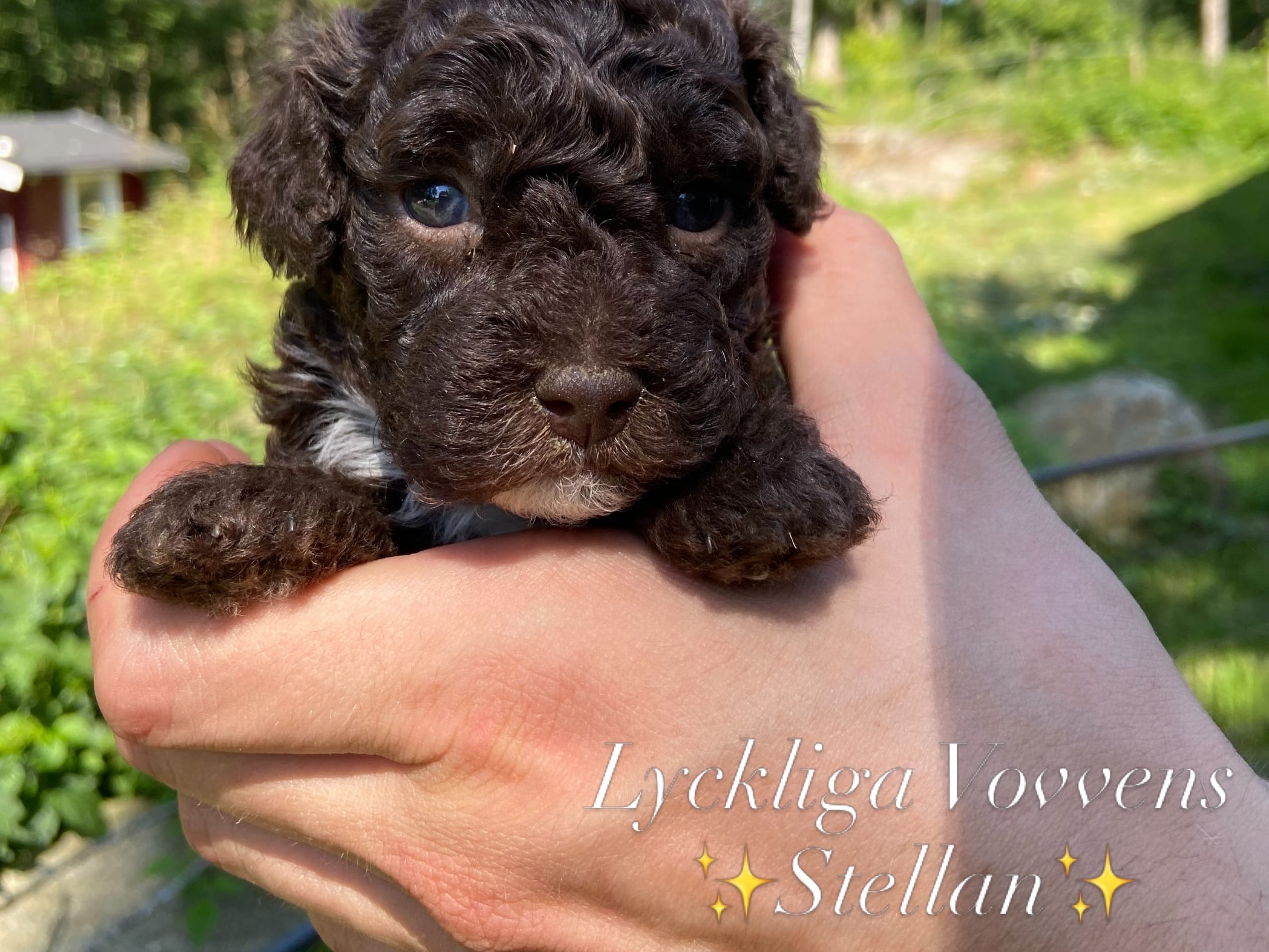 Shihpoo · Nol · Lyckliga Vovven