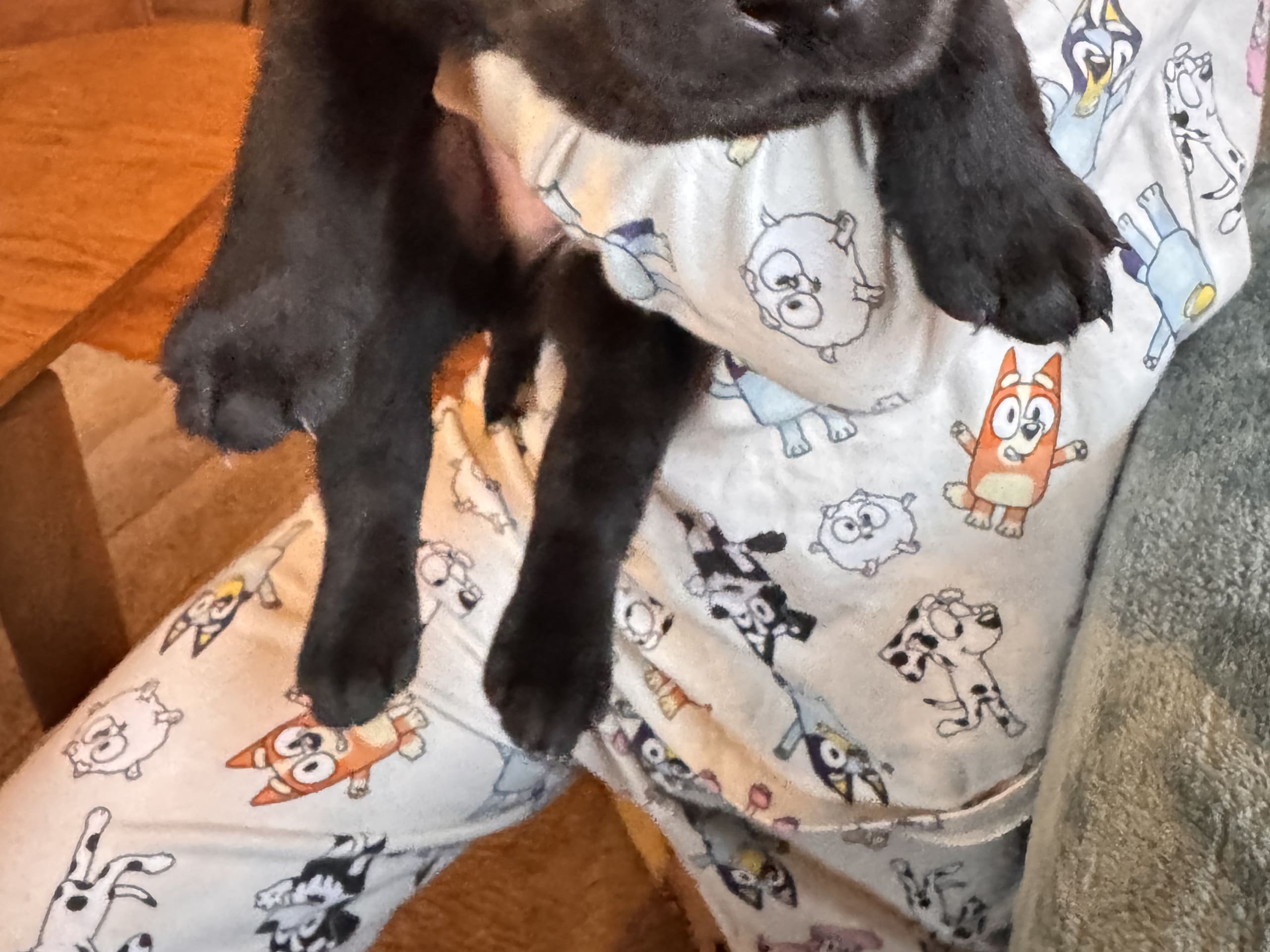 Labrador retriever · Rakkestad · Nina F.