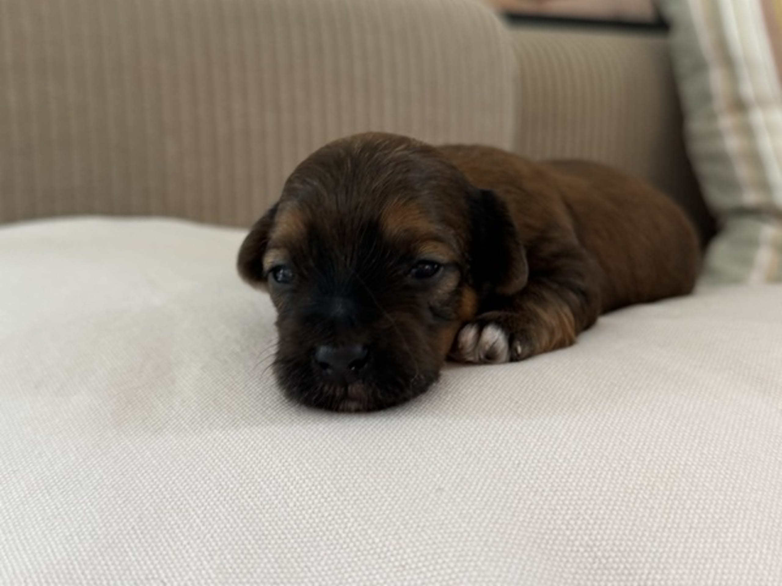 Bichon havanais · Kerteminde · HavaByBlessing's