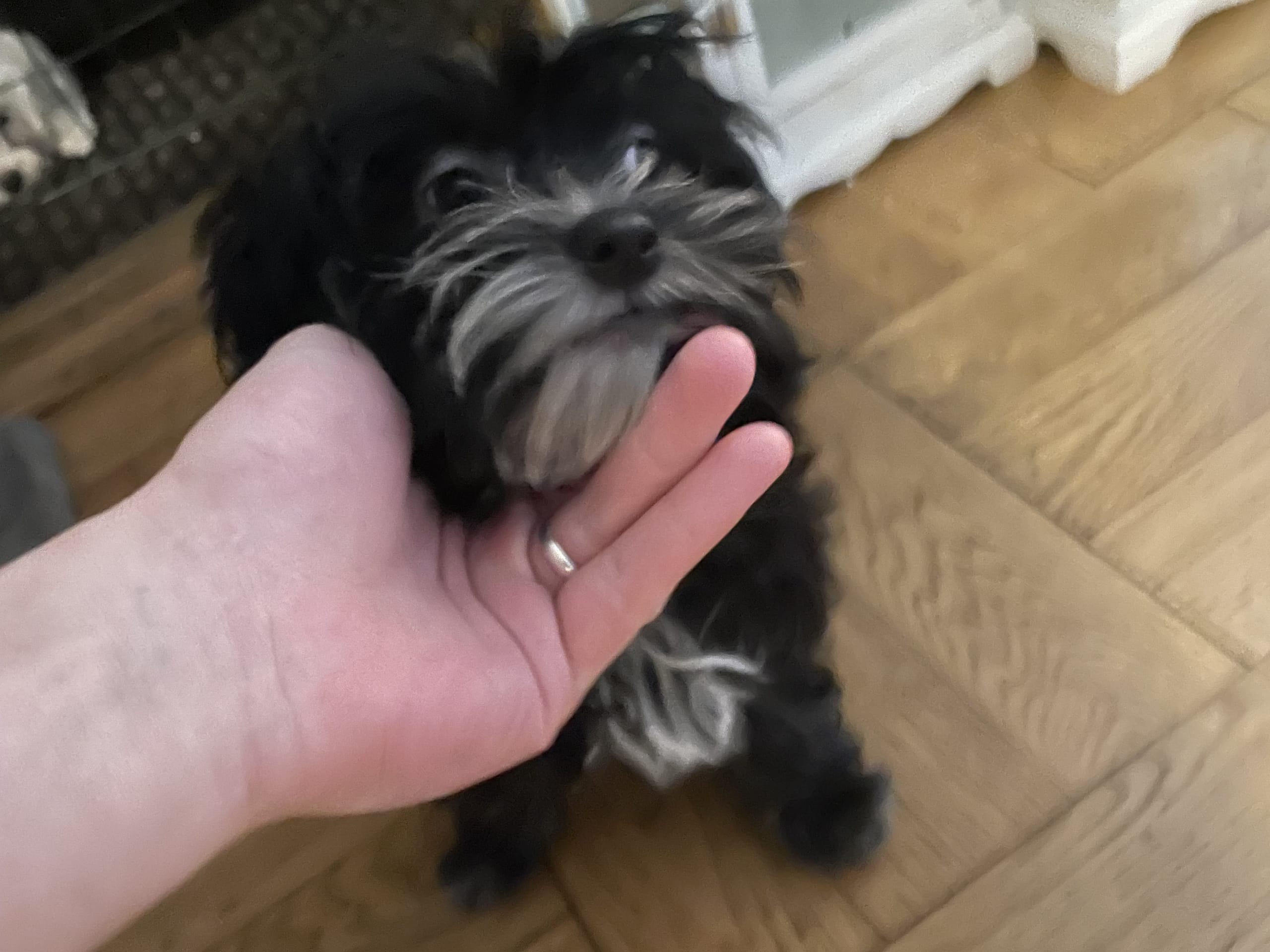 Maltipoo · Borås · Alex K.