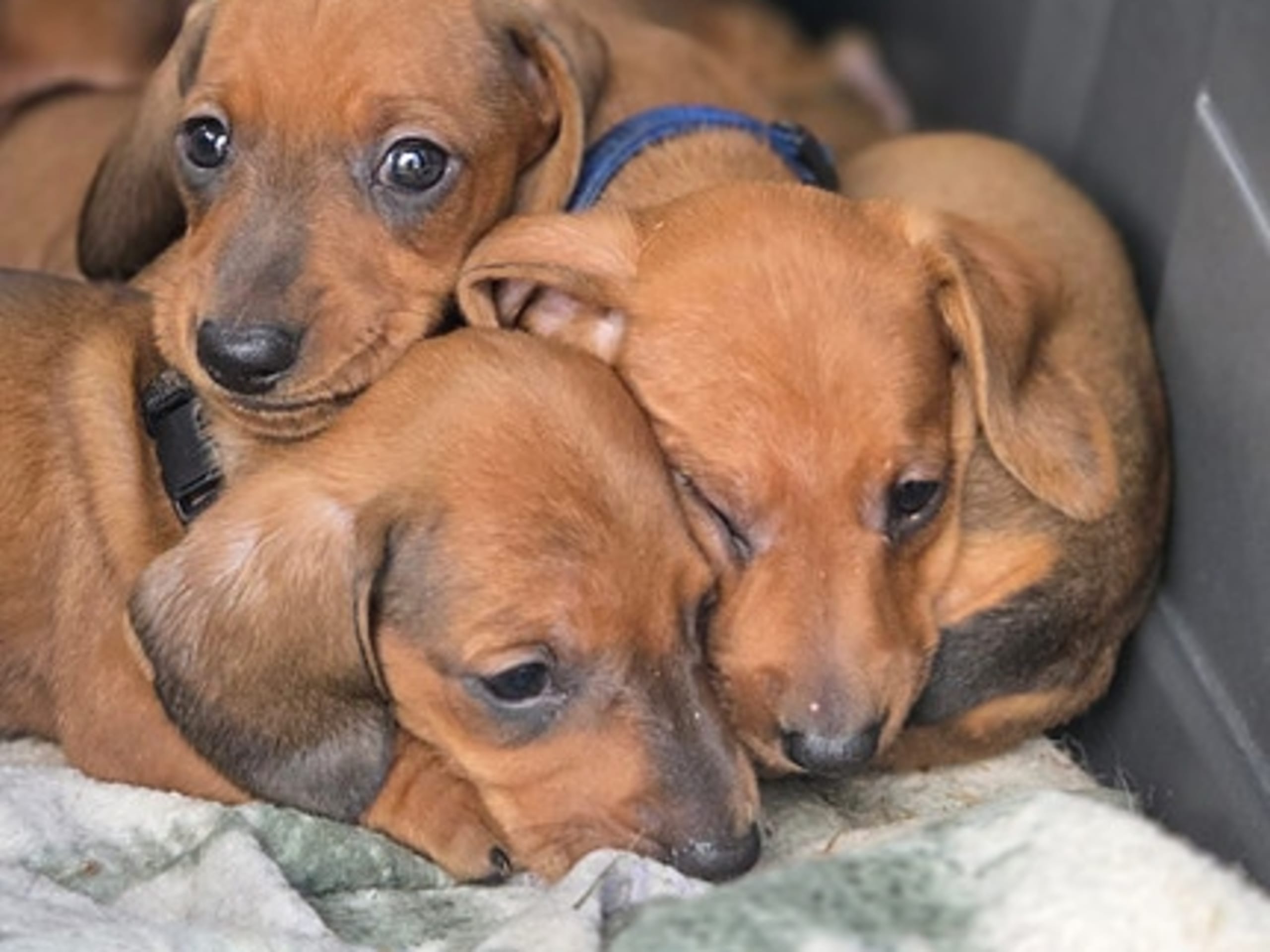 Dachshund · Elverum · Kirsten Næss