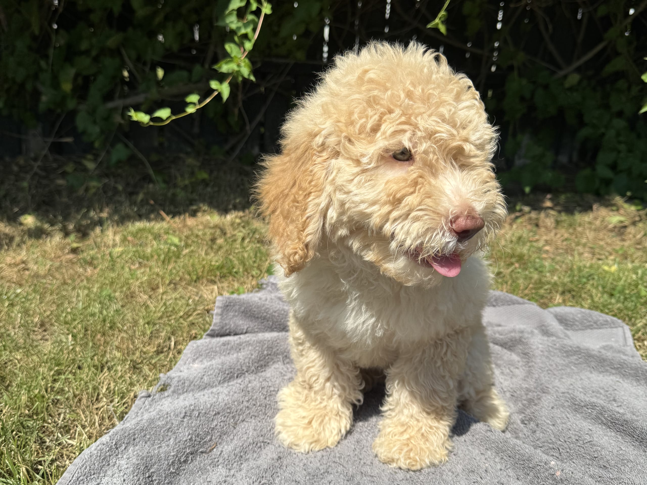 Double doodle / goldendoodle / labradoodle · Kävlinge · Tim W.