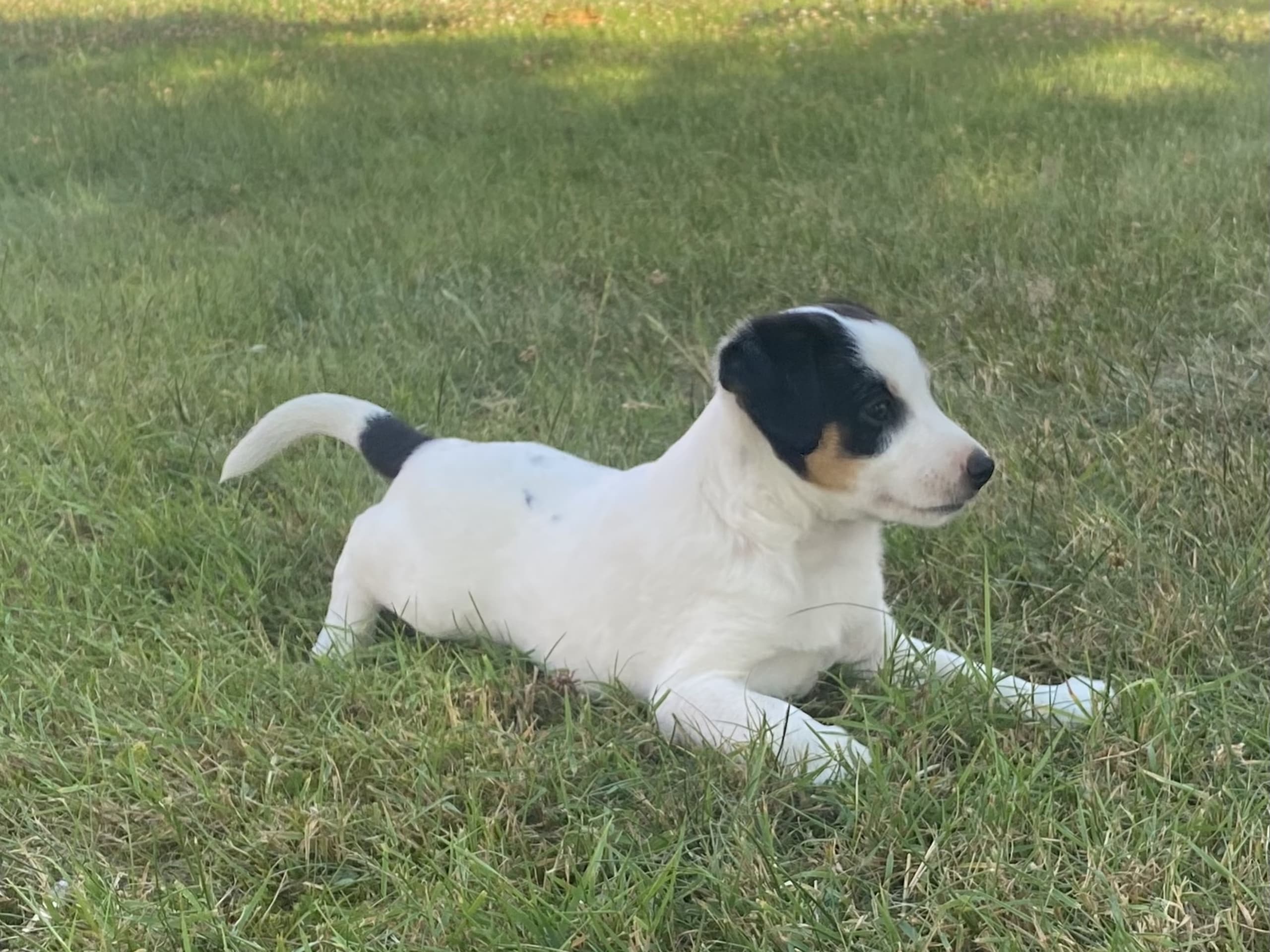 Danish Swedish Farmdog · Hjørring · Arne Mejlhede