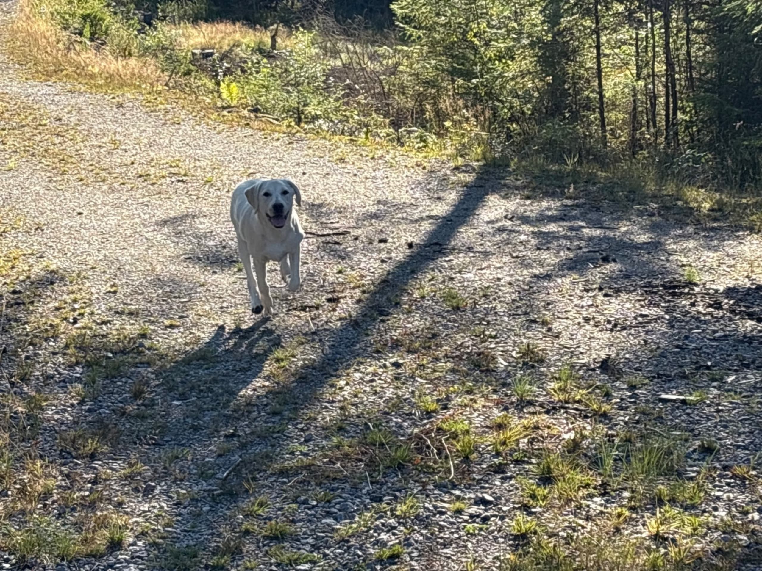 Labrador retriever · Prässebo · Birdkeepers