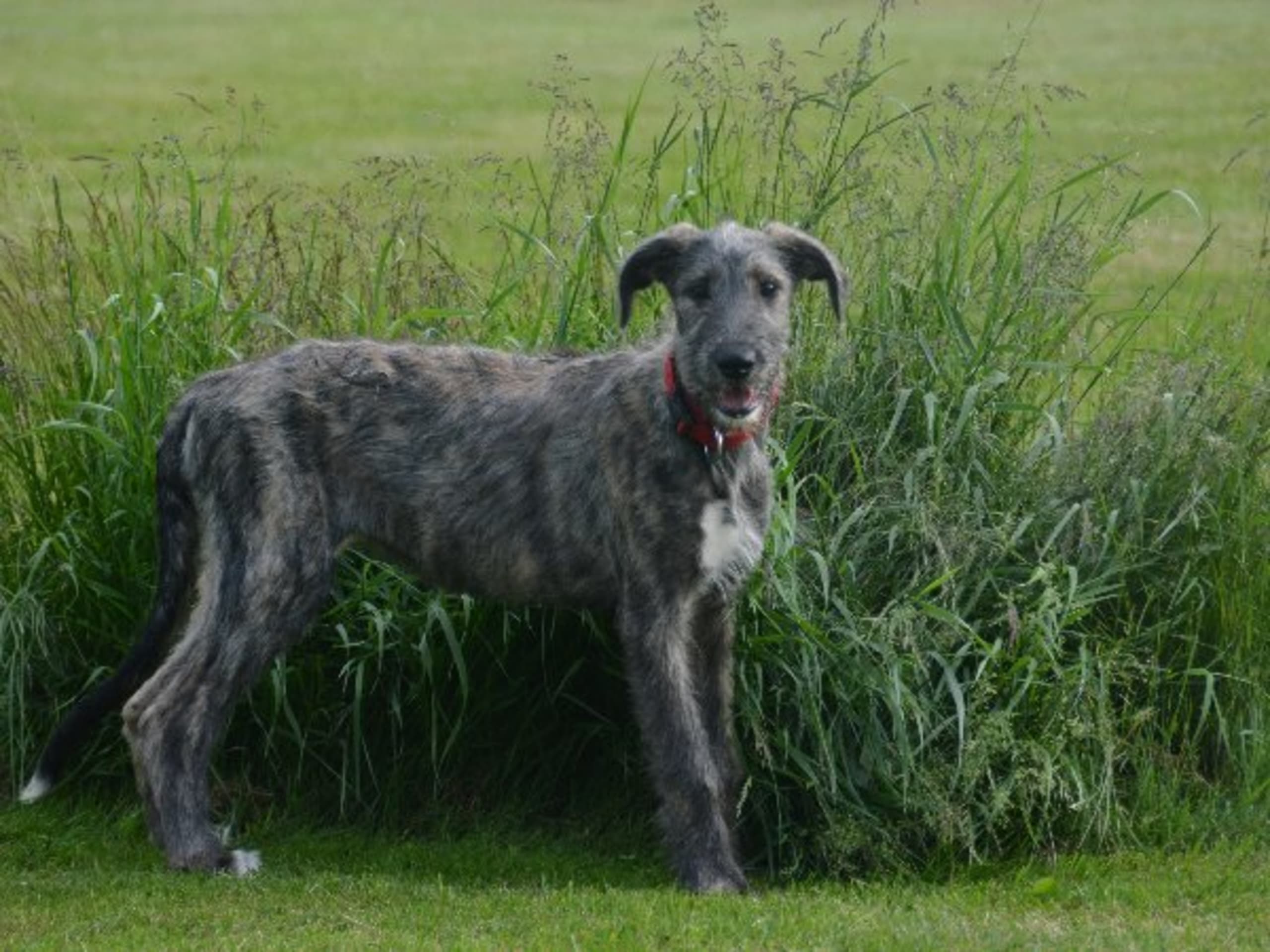 Irish Wolfhound · Stora Levene · Åkerö's