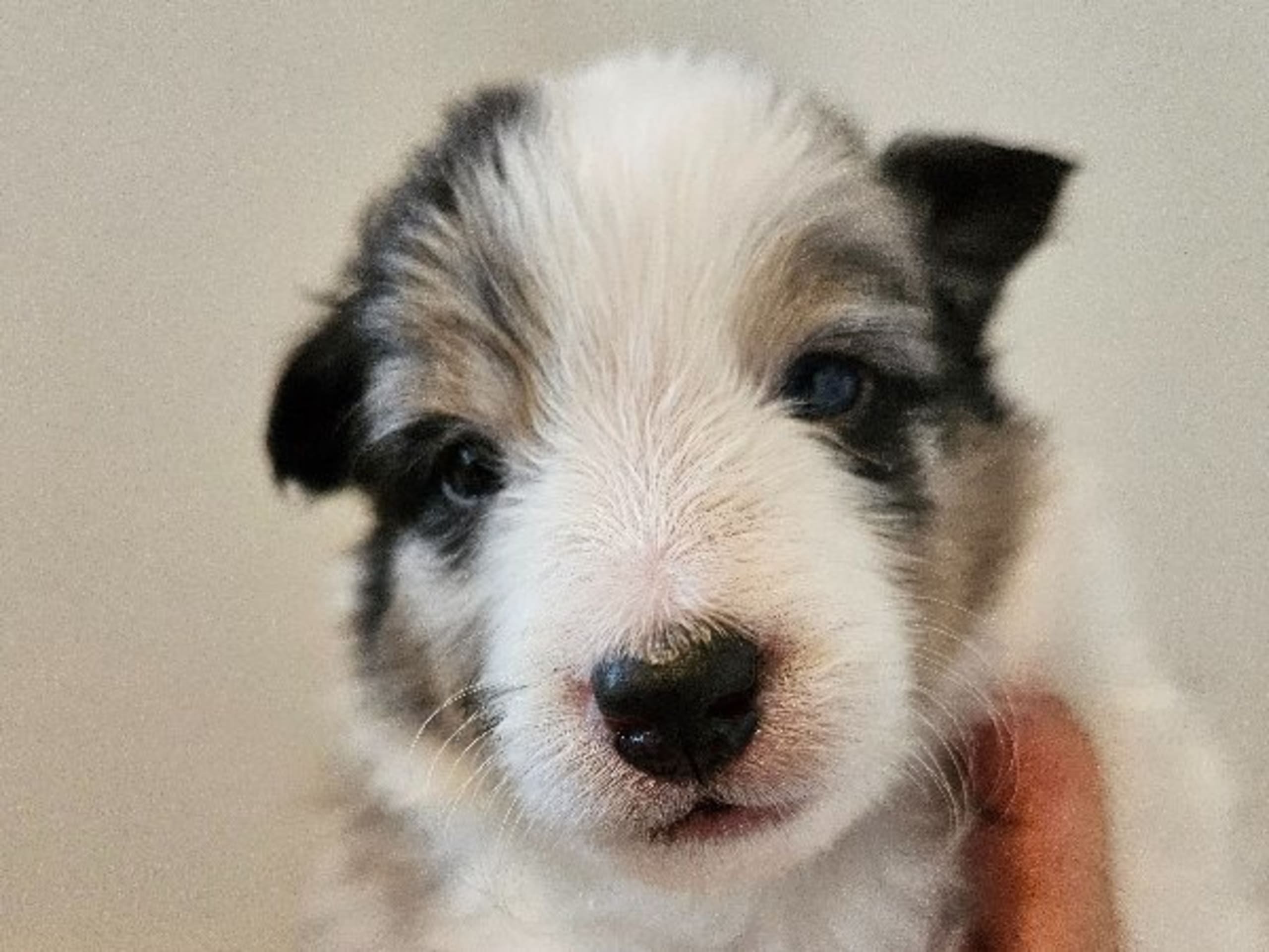 Shetland Sheepdog · Staffanstorp · Therese Williamsdotter