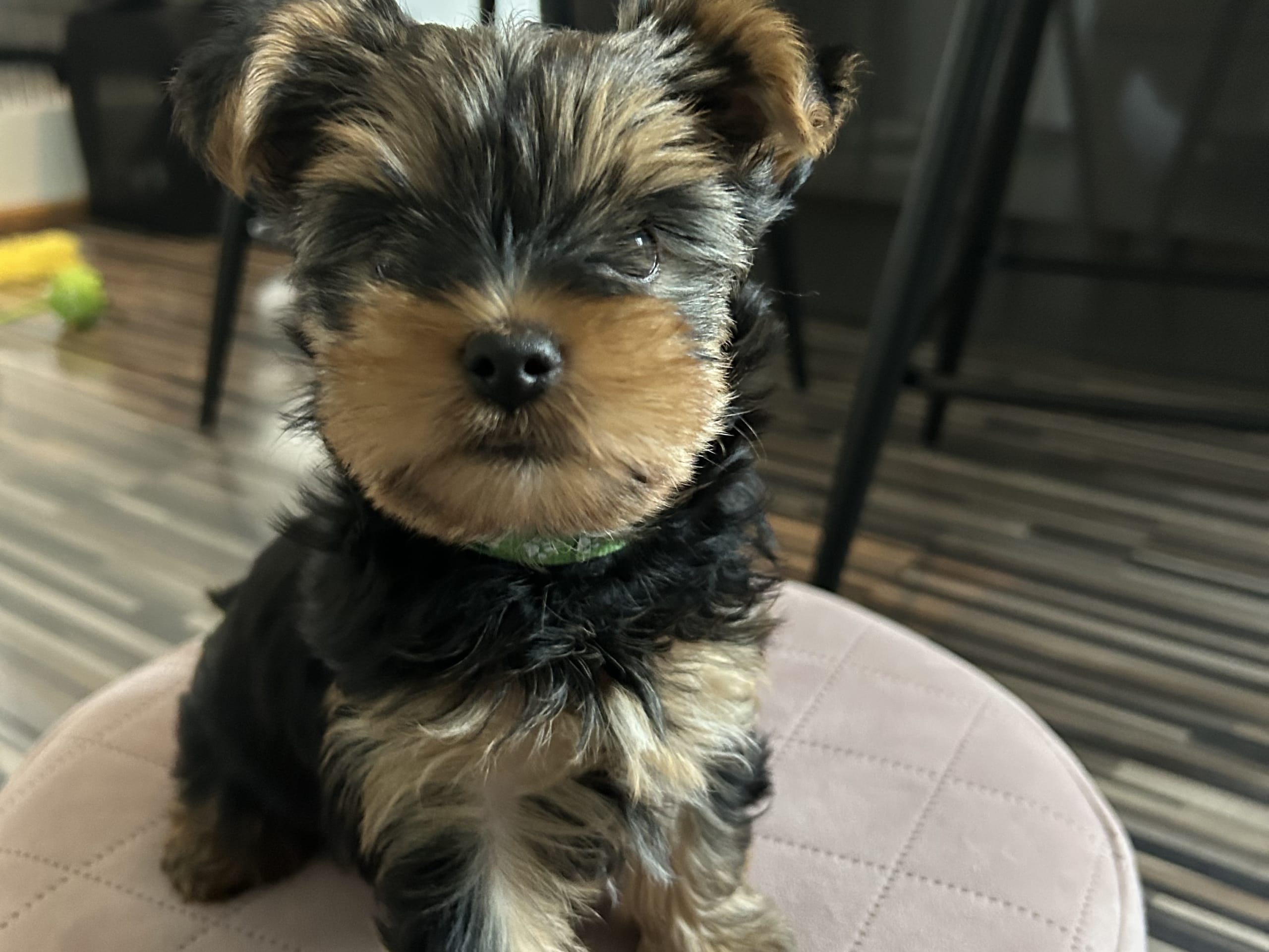 Mount Yorkie
