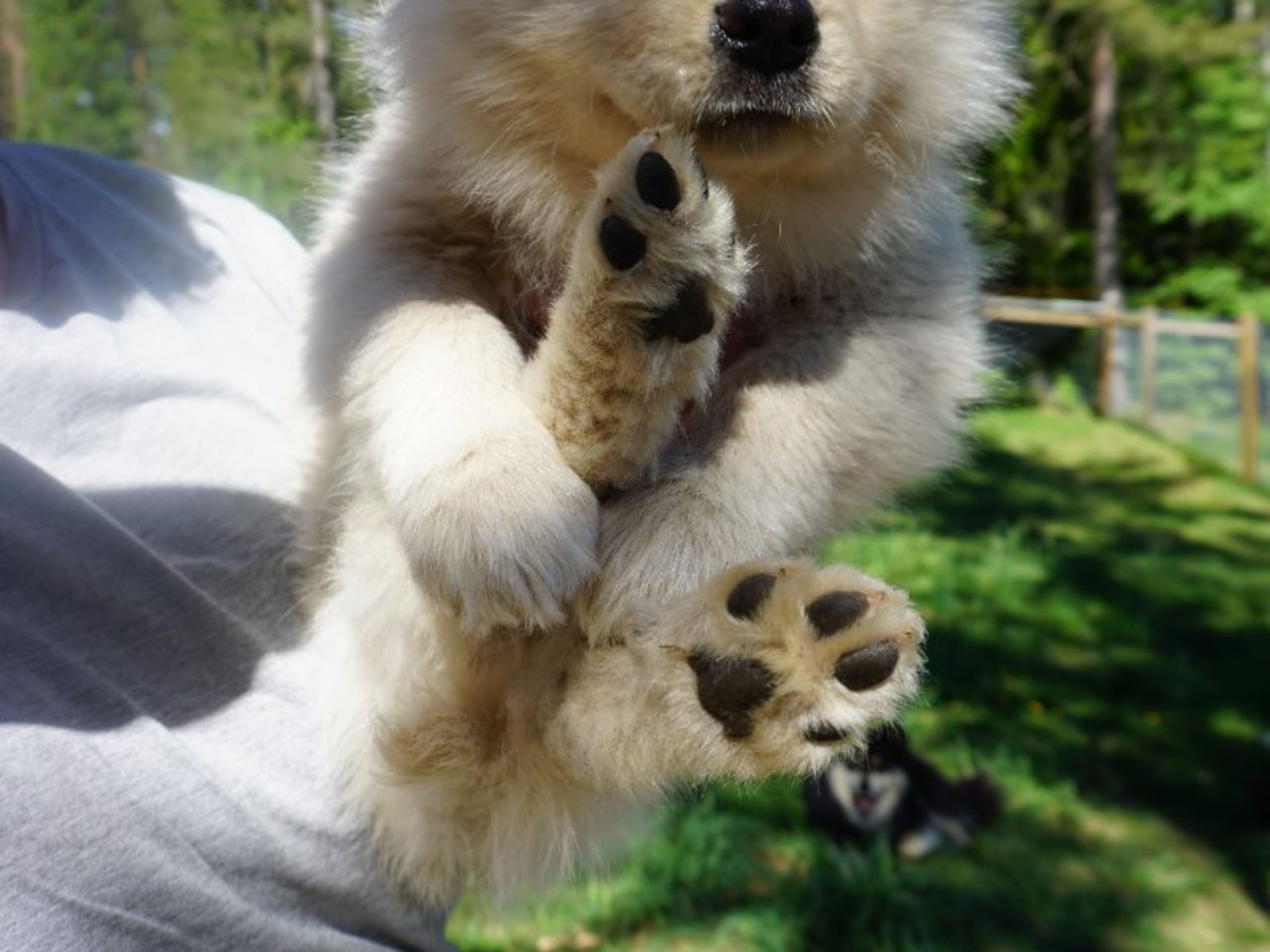 Finnish Lapphund · Uppsala · Vita Nattens
