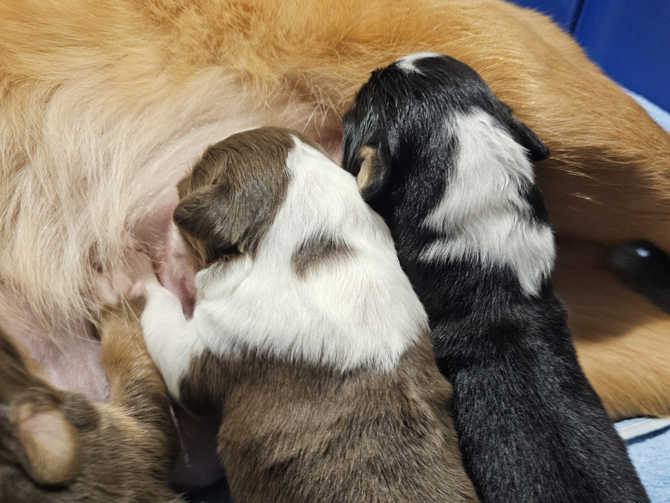 EEVD/ Australian Shepherd · Västra Frölunda · Isabells S.