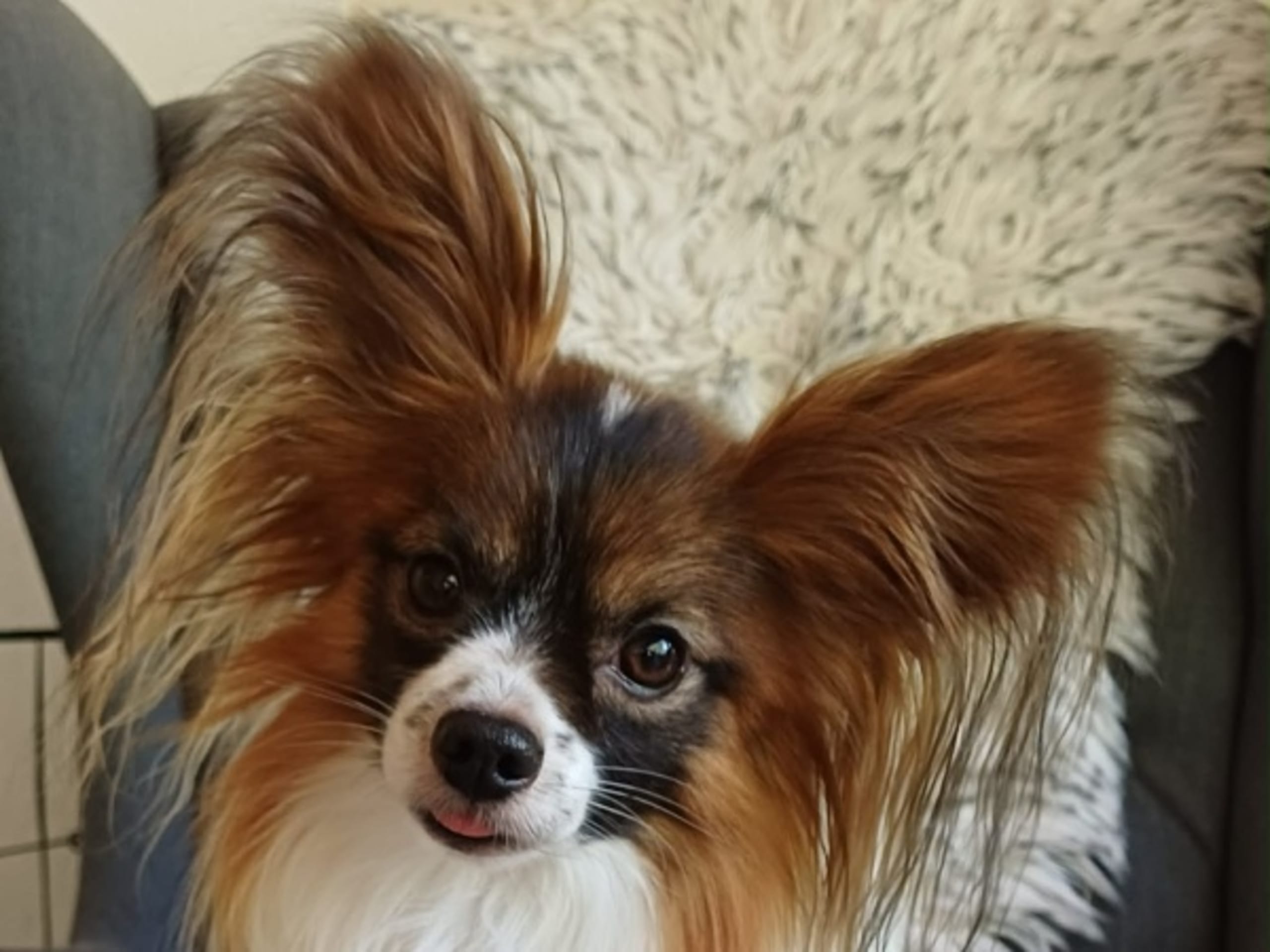 Papillon · Orsa · Blizzbogårdens