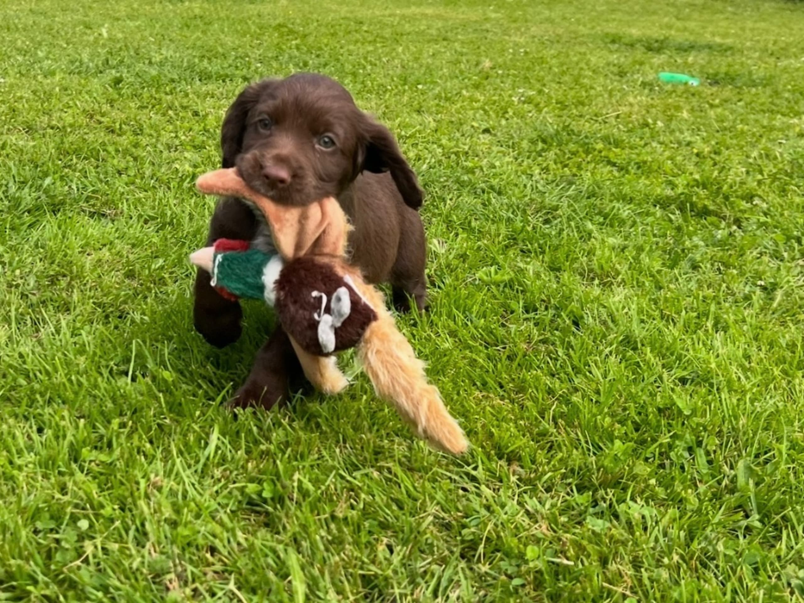 Cocker spaniel