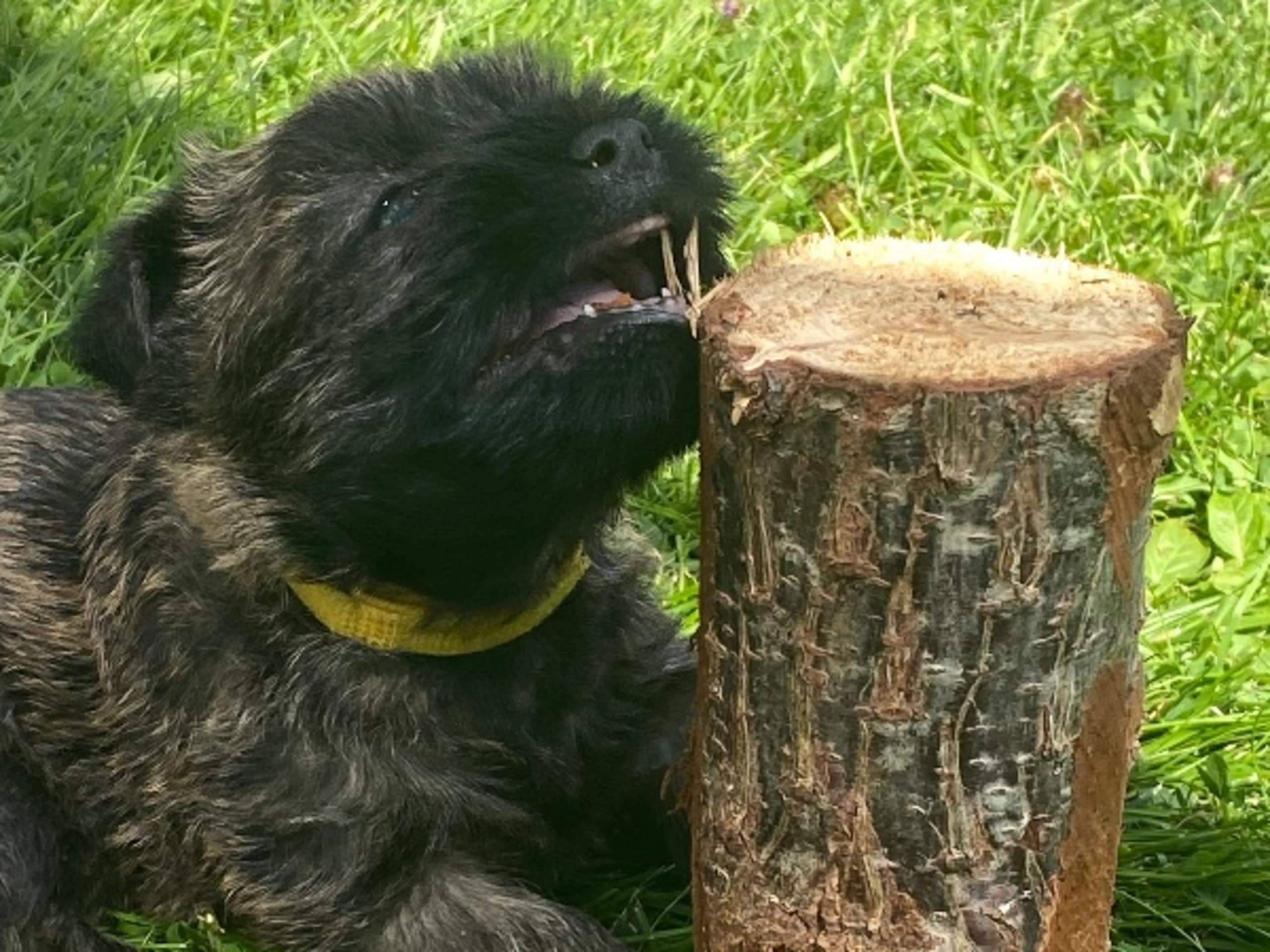 Cairn Terrier · Göteborg · Zenith