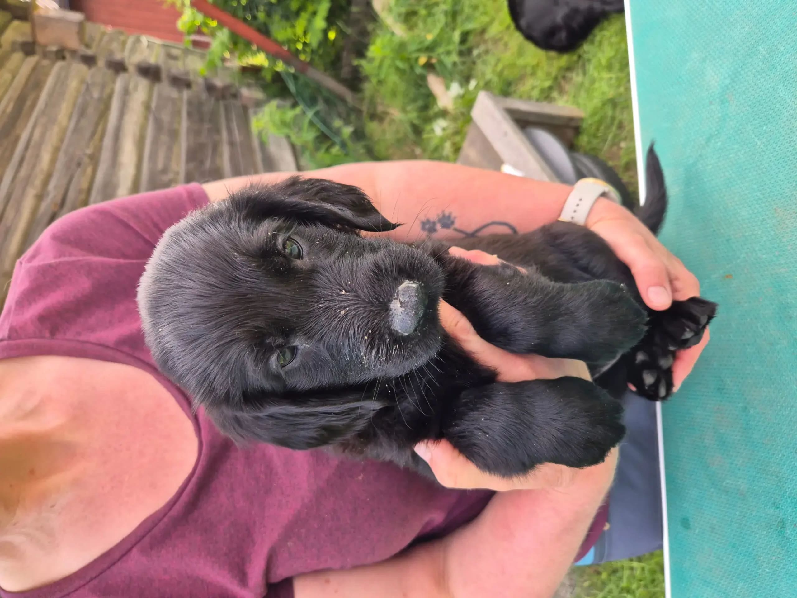 Flat coated retriever · Fåberg · Beathe Nes