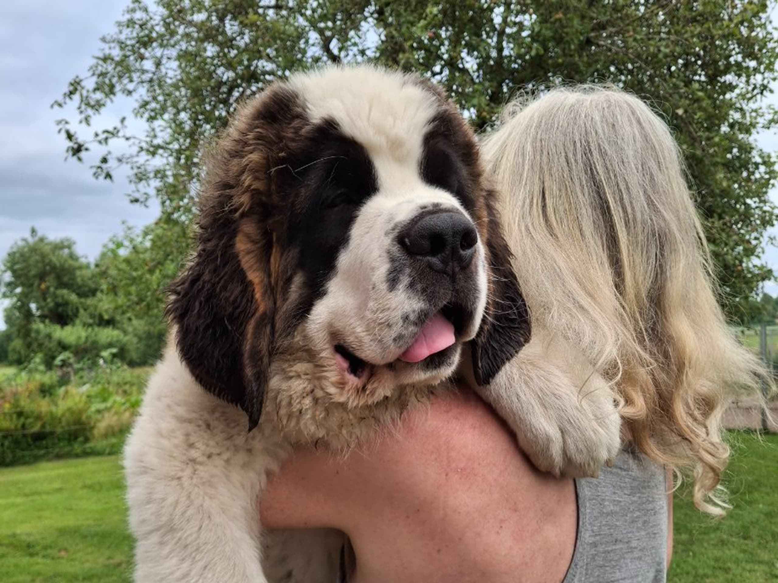 Saint Bernard · Odensbacken · Kazzel's