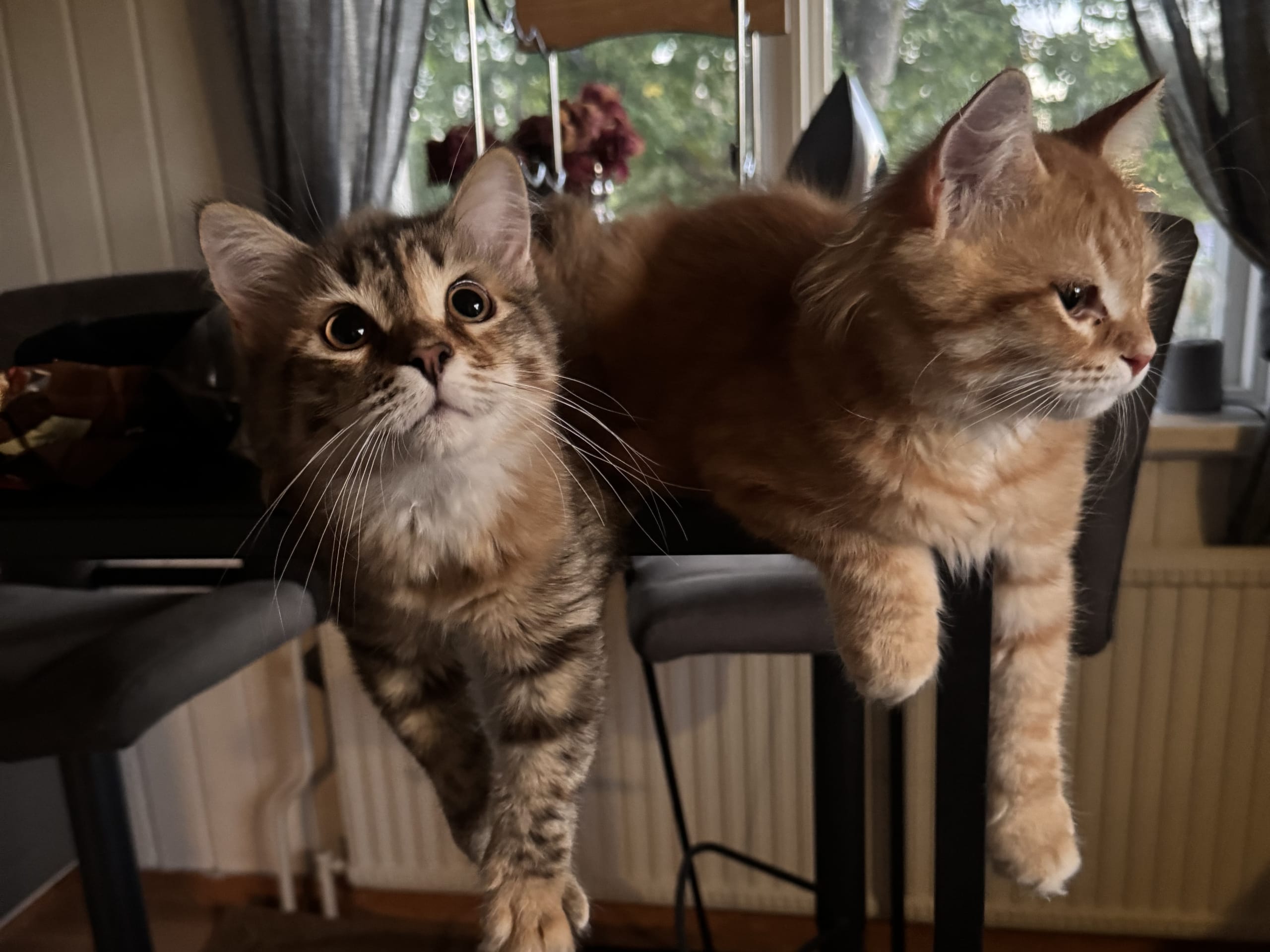 Sibirsk skogkatt · Årsunda · William A.